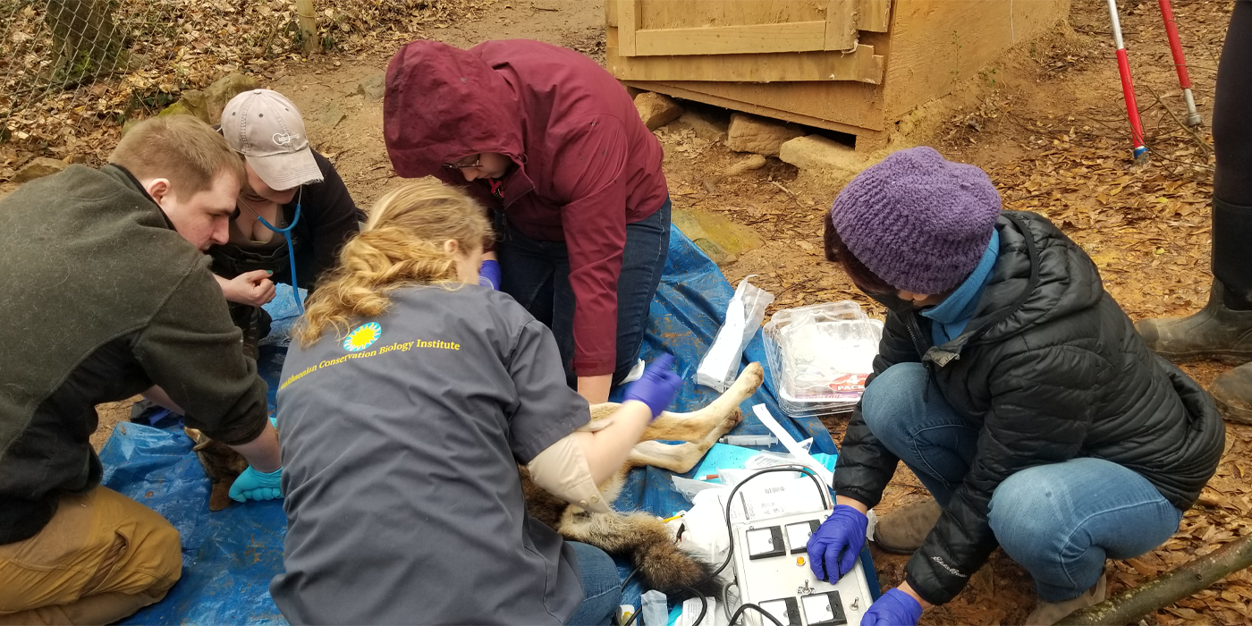 A group of scientists gather around a sedated red wolf situated on a blue tarp.