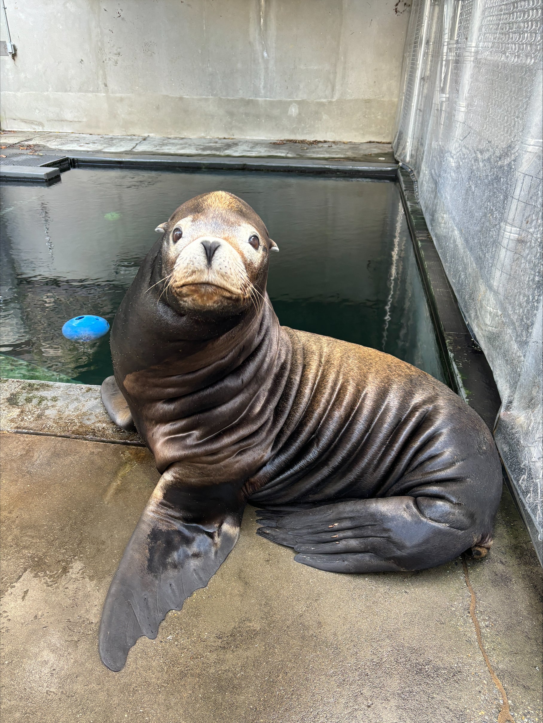 Photo of California sea lion Nick sitting on the deck outside of his pool.