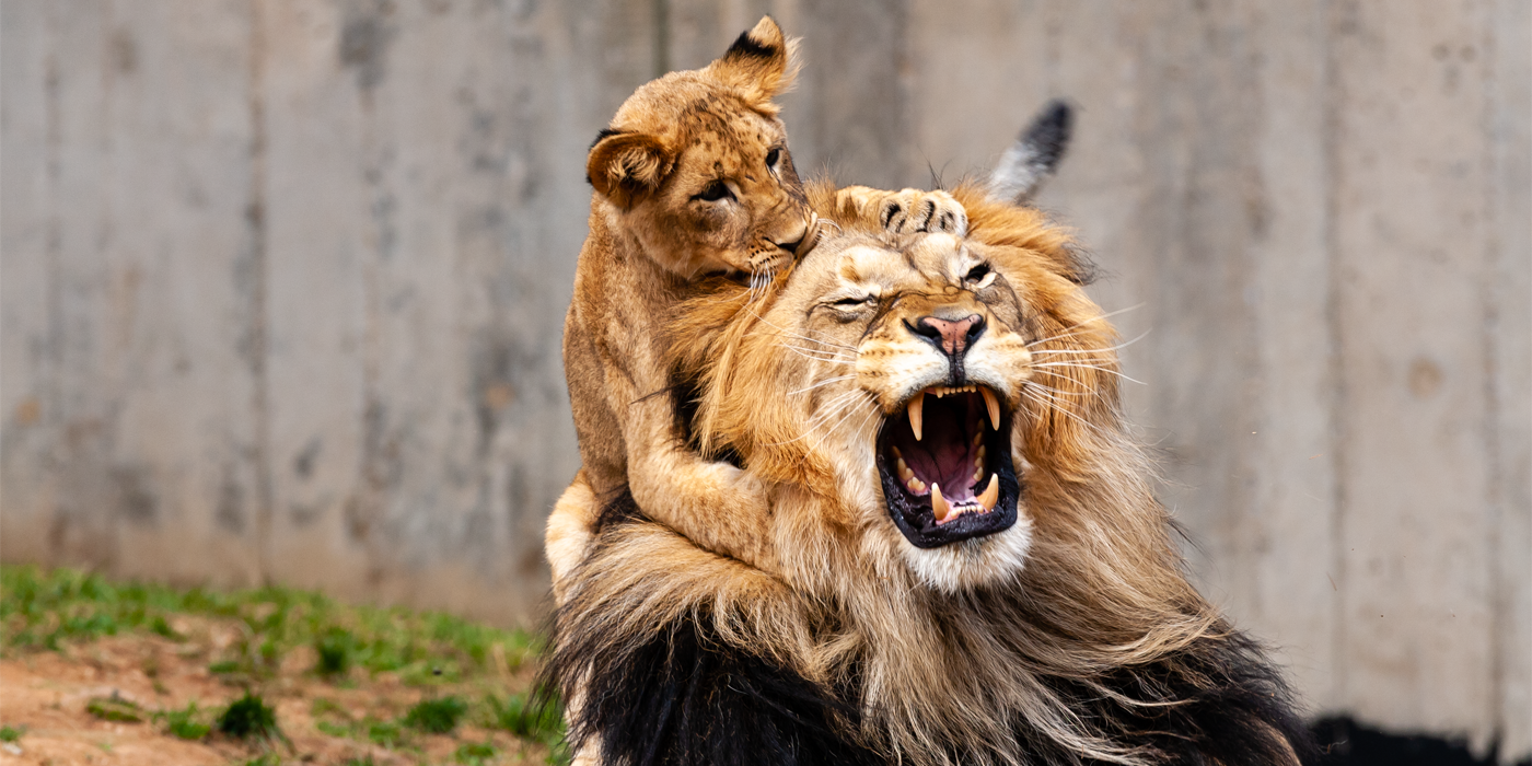 Photo of a young lion cub crawling over its father's head. The adult looks annoyed.