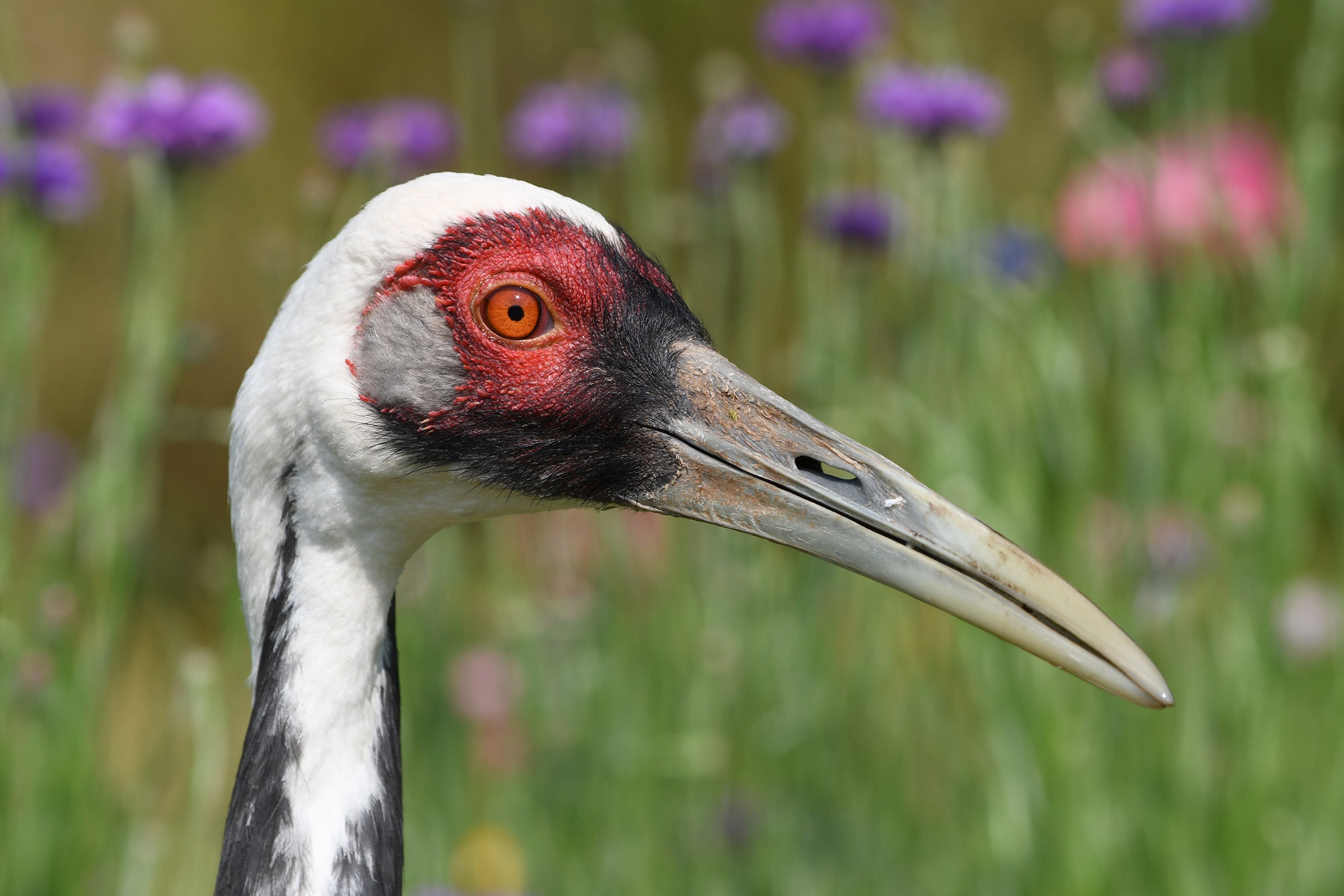 Walnut, a white-naped-crane, strolls through a field of flowers at the NZCBI Front Royal Campus.