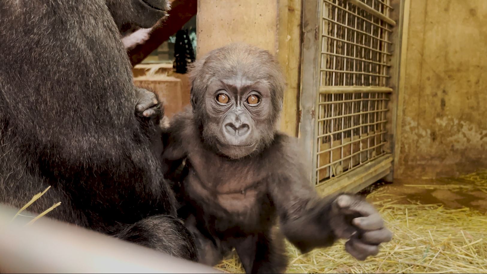 Baby gorilla stares into the camera while her mother holds her.