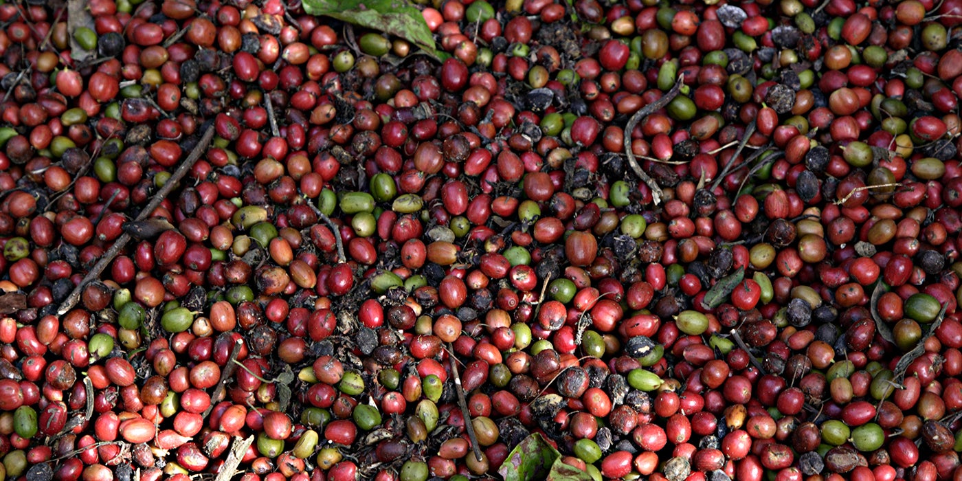 Closeup of brightly-colored, pre-roasted coffee beans.