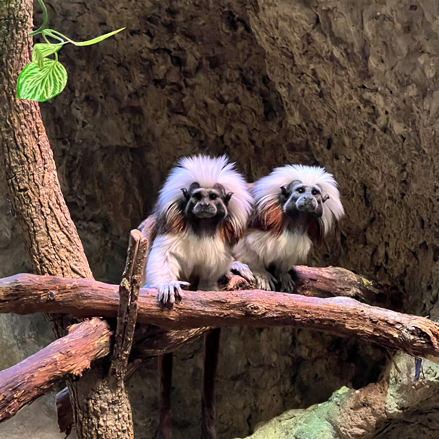 A pair of cotton-top tamarins looks into the camera. 