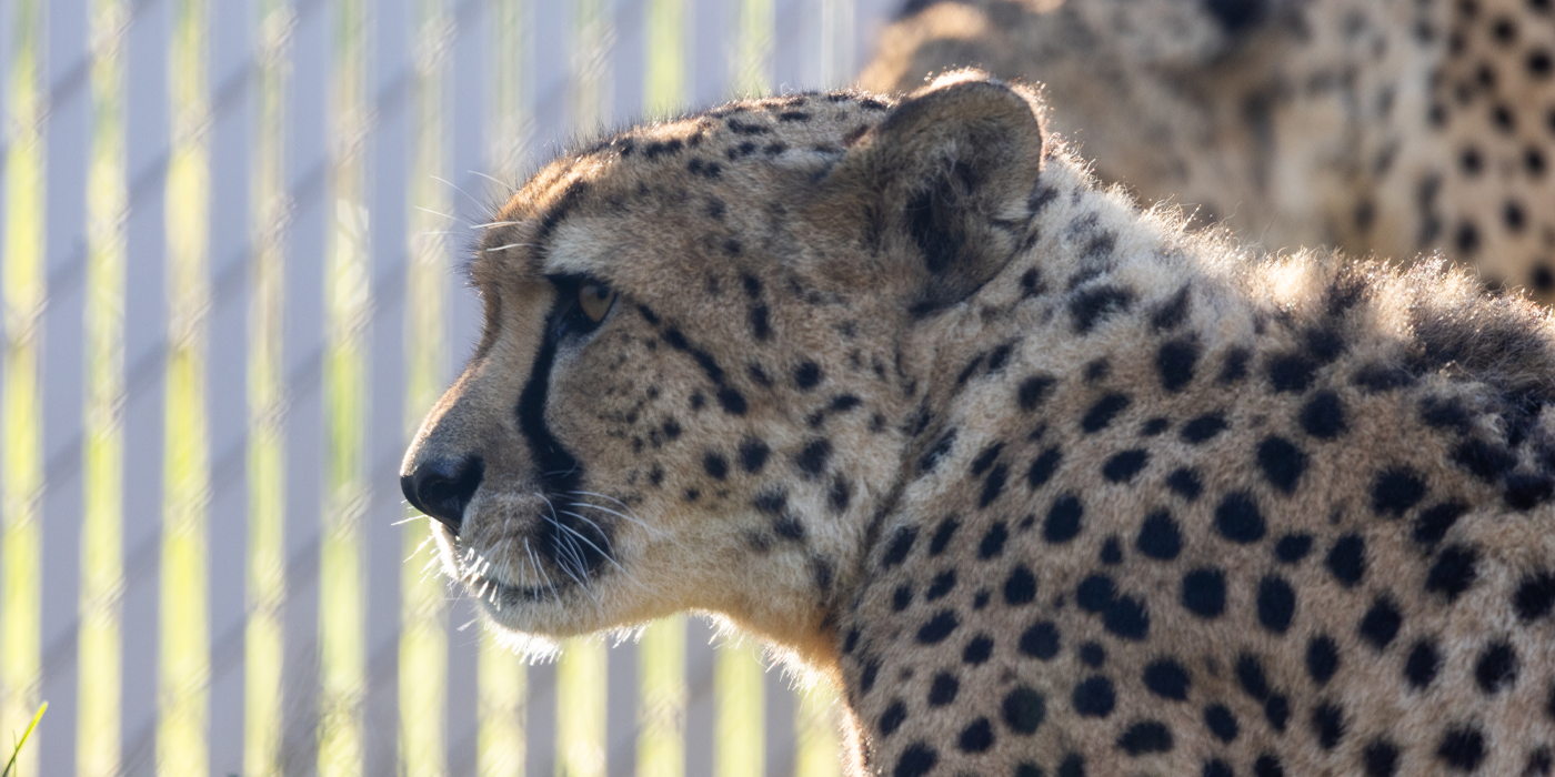 Closeup of 9-year-old cheetah Asante in front of a fence.