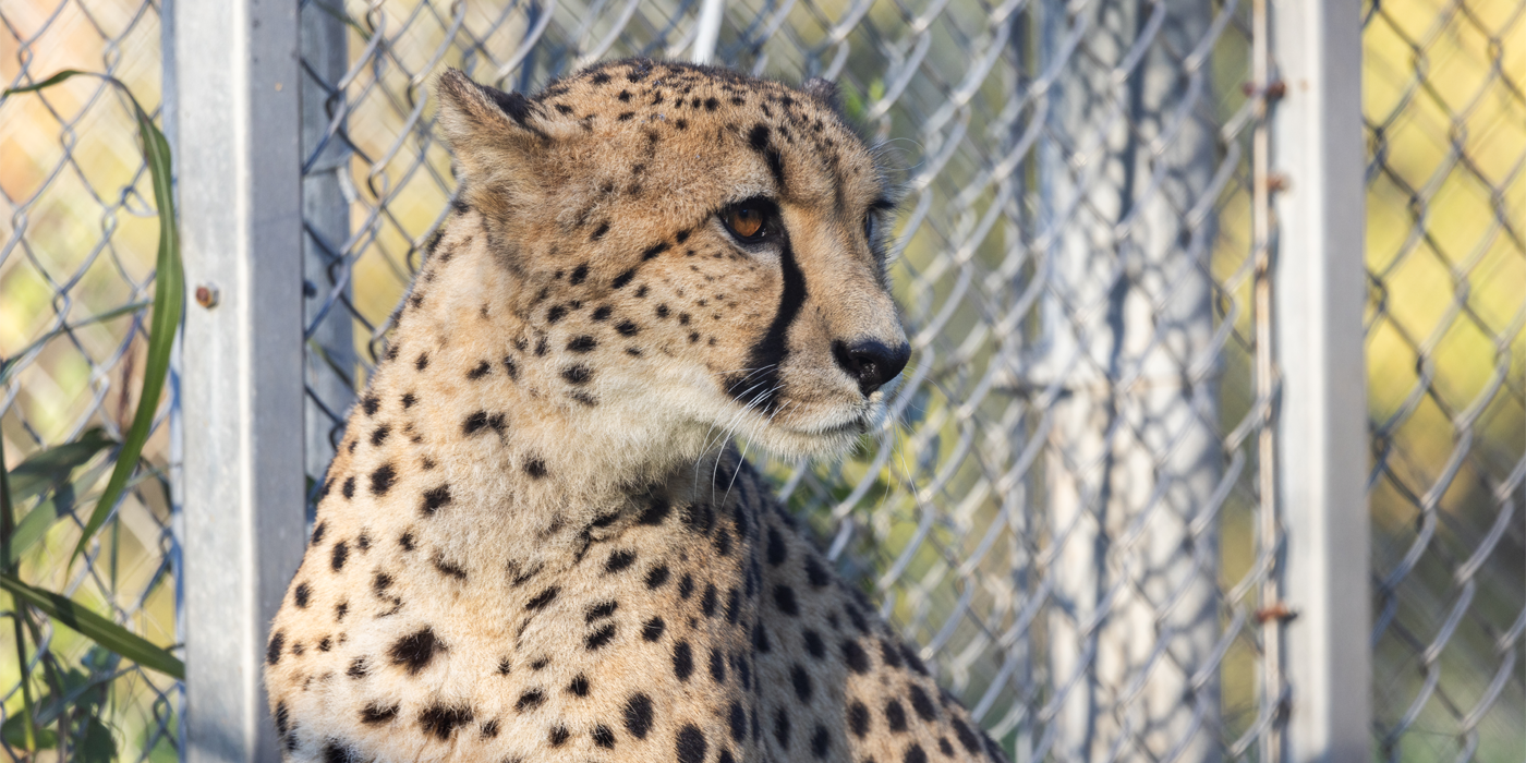 Closeup of 7-year-old cheetah Flash with a fence behind him.