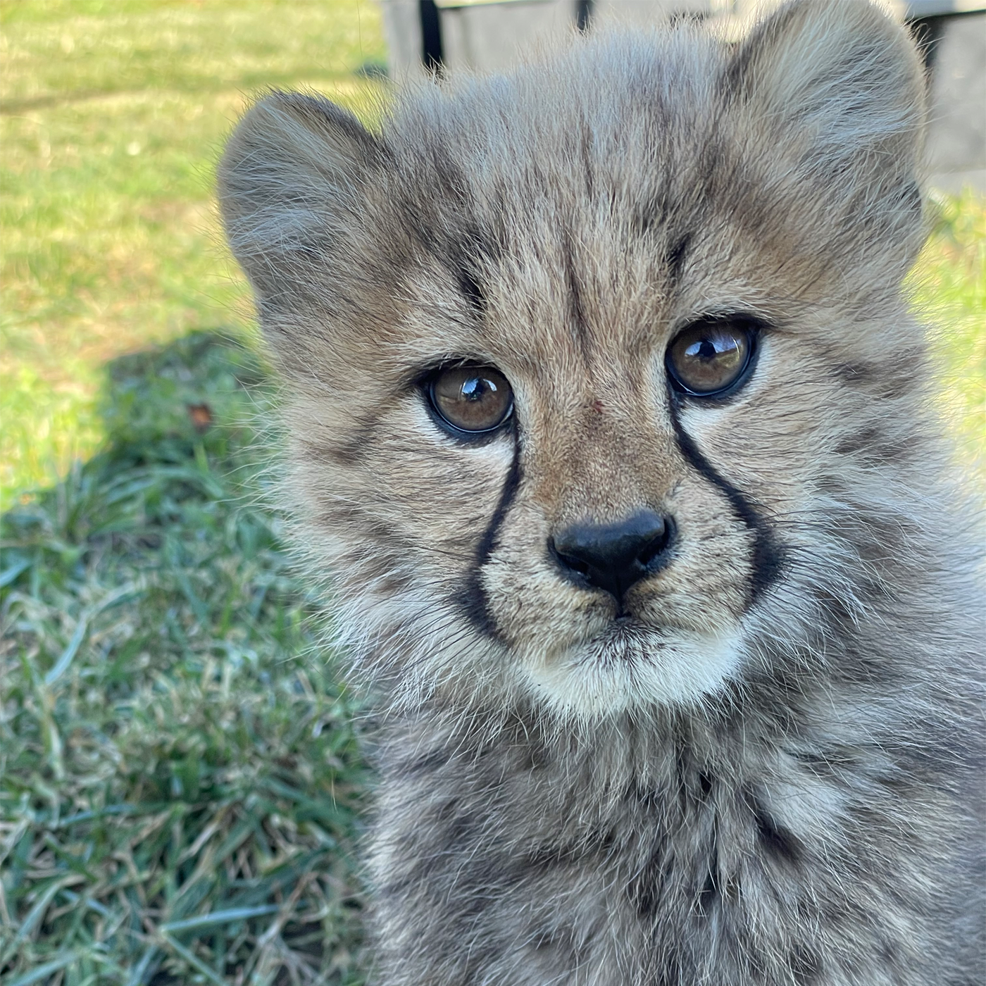 Closeup of a three-month-old cheetah cub.