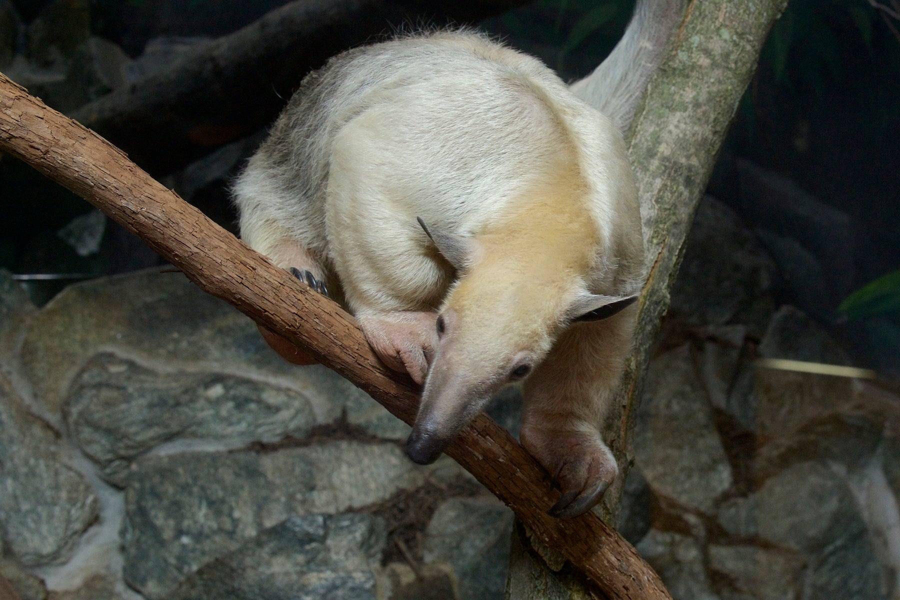 A photo of Cayenne, a southern tamandua, which is a tree-dwelling species of ant eater. Cayenne has light blond fur and strong, curved front claws.