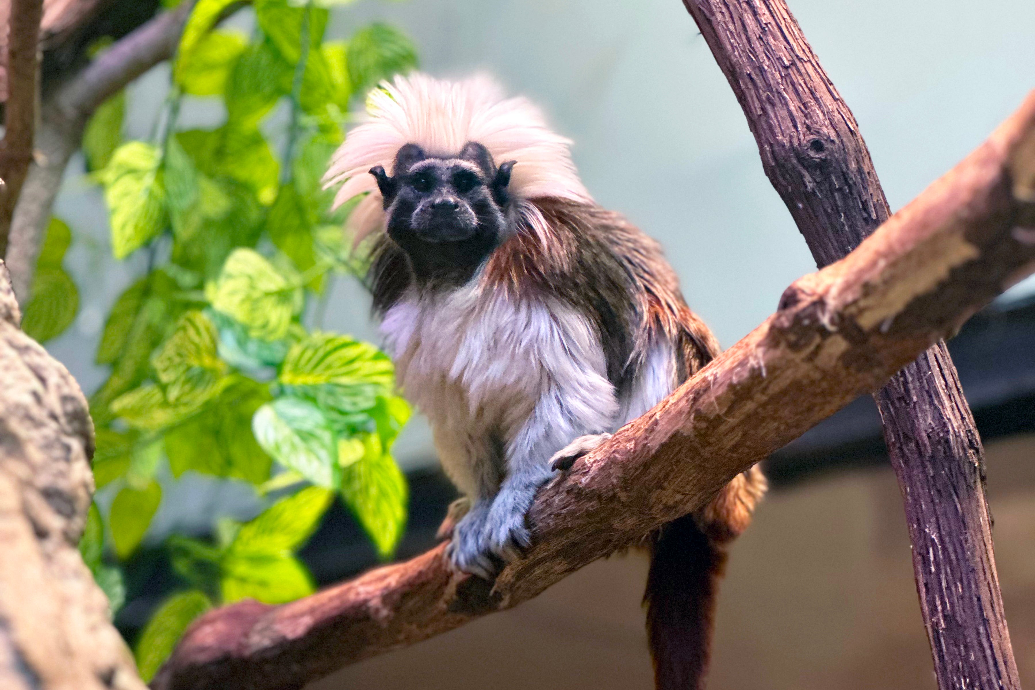 It has been 50 years since cotton-top tamarins—known for their signature white coif—have lived at NZCBI. Photo 2 credit: Kenton Kerns, Smithsonian’s National Zoo and Conservation Biology Institute