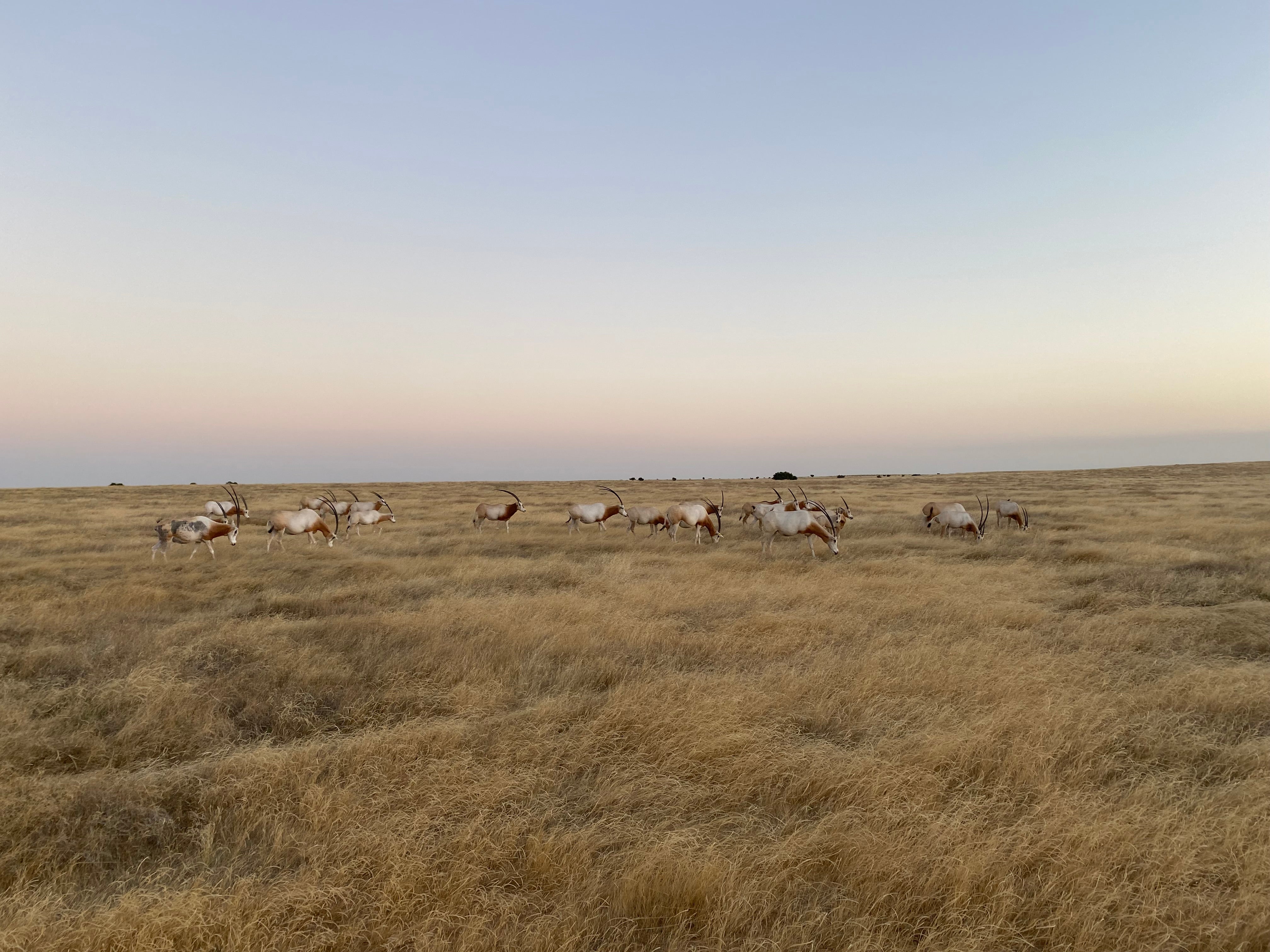 Photo of a herd of scimitar horned oryx on a grassy plain in Chad. The landscape is flat and more than a dozen oryx can be seen.