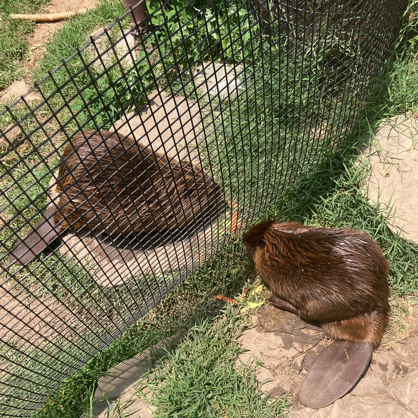 Two beavers, Aspen and Juniper, look at each other through a mesh barrier.