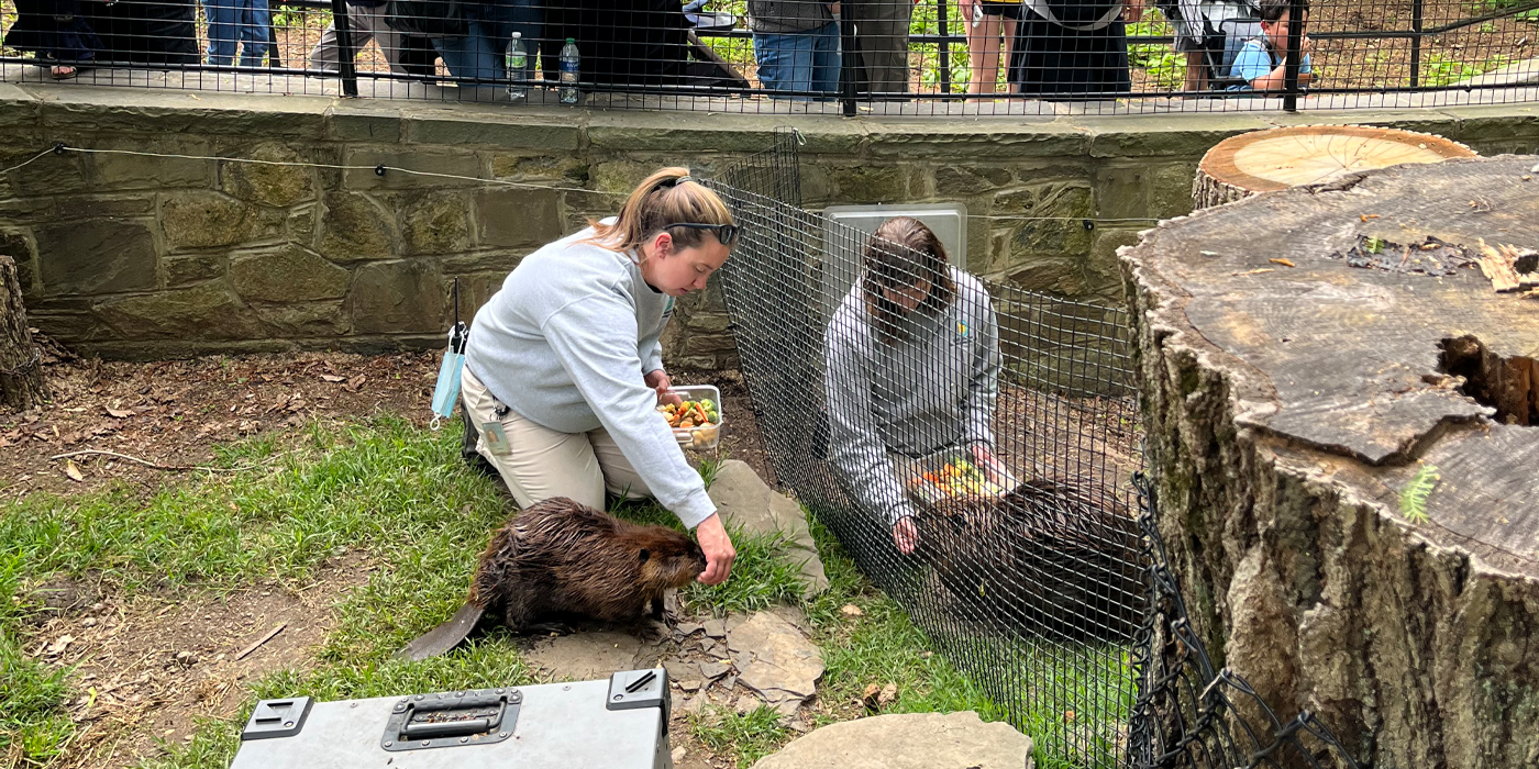 Two American Trail keepers hand-feed a pair of beavers. A mesh barrier separates each keeper/beaver pair.
