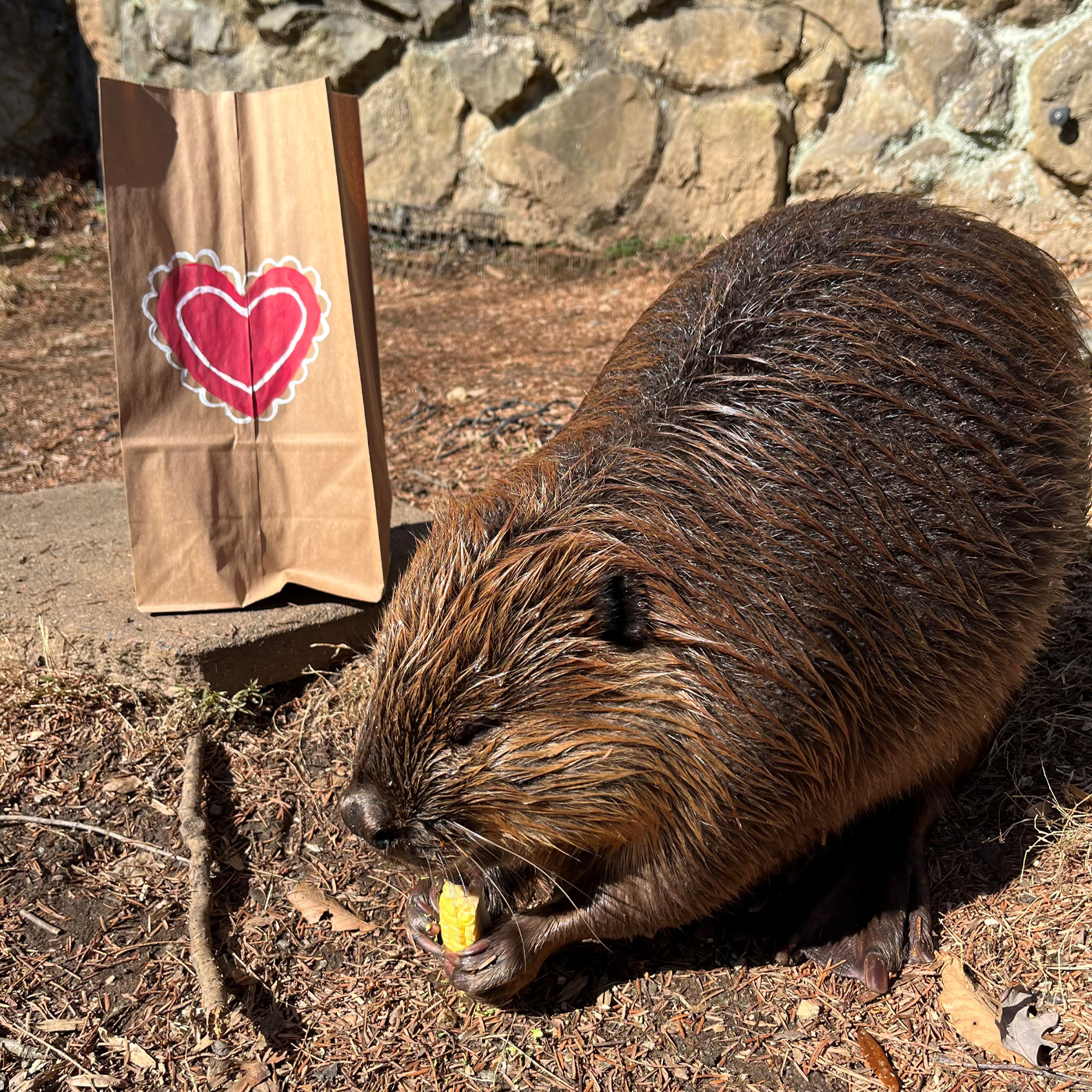 A male beaver munches on a piece of corn next to an enrichment bag with a Valentine's Day heart.