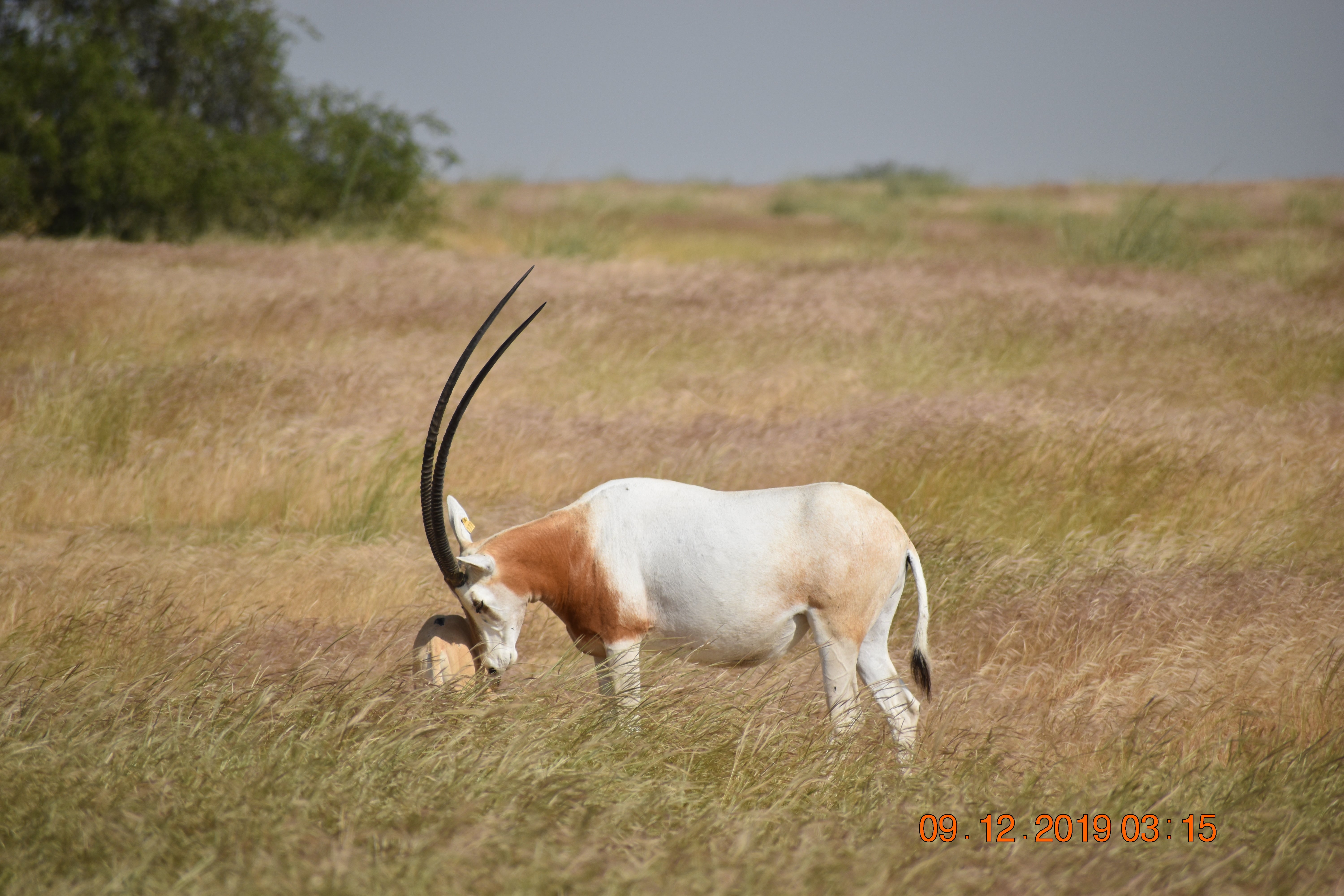 A photo of a scimitar-horned oryx nuzzling her calf. 