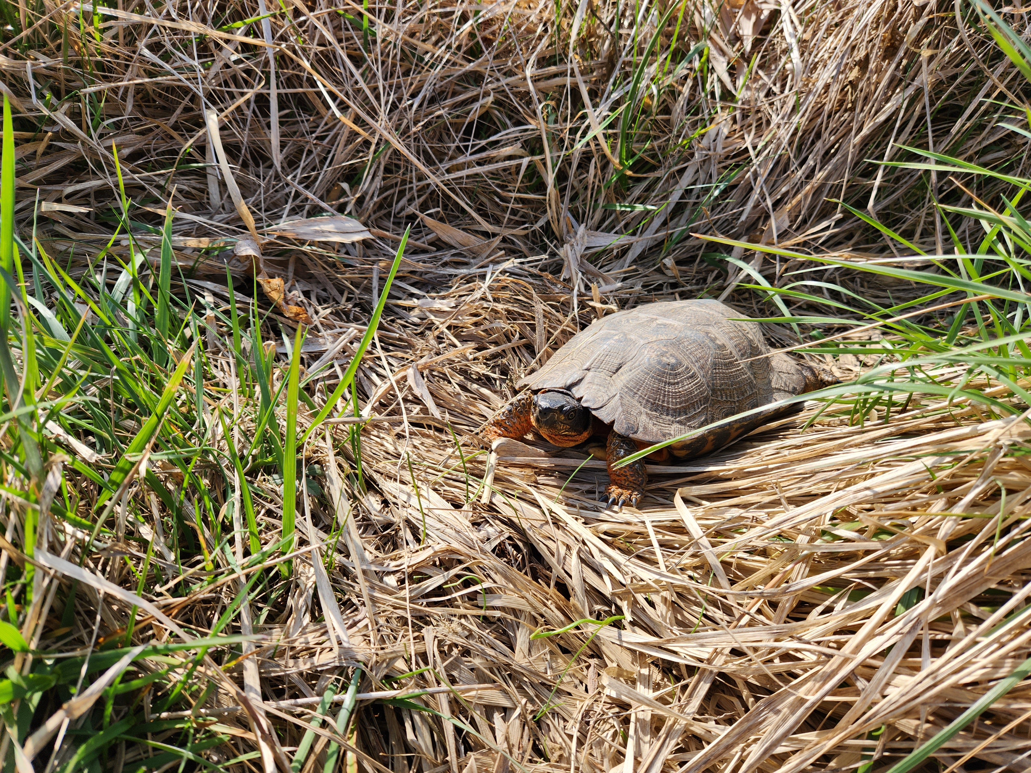 Photo of a wood turtle. A small brown turtle with bright orange front legs rests in the grass.