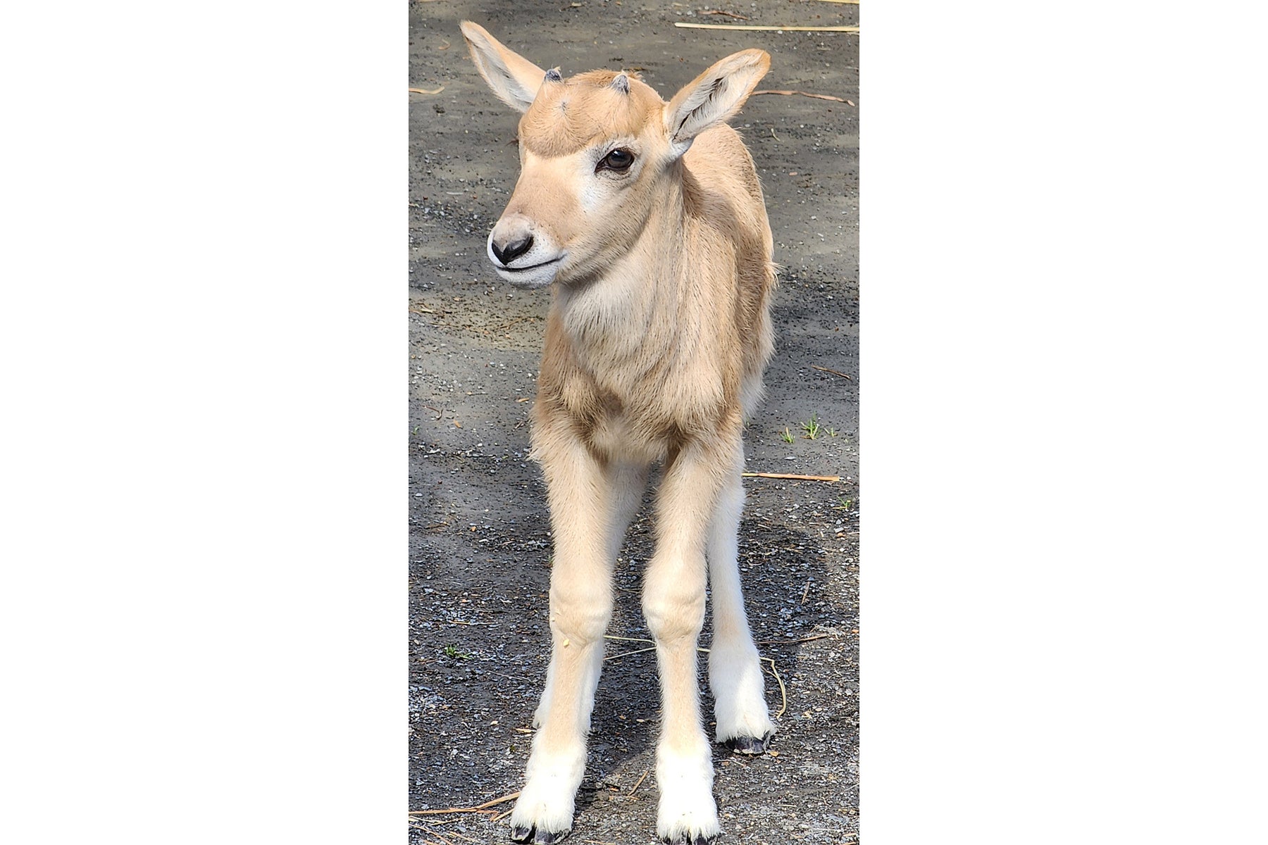 An addax calf walks through the Africa Trail habitat. Addax are stocky, sturdy antelopes with short, slender legs and short tails. The calf has two small horns on the top of her head. She has a tan coat and white facial blazes that resemble an ‘x’ running between her eyes.