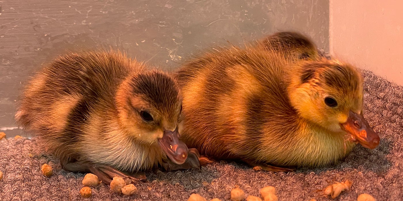 Two fuzzy yellow ducklings rest under a heat lamp.