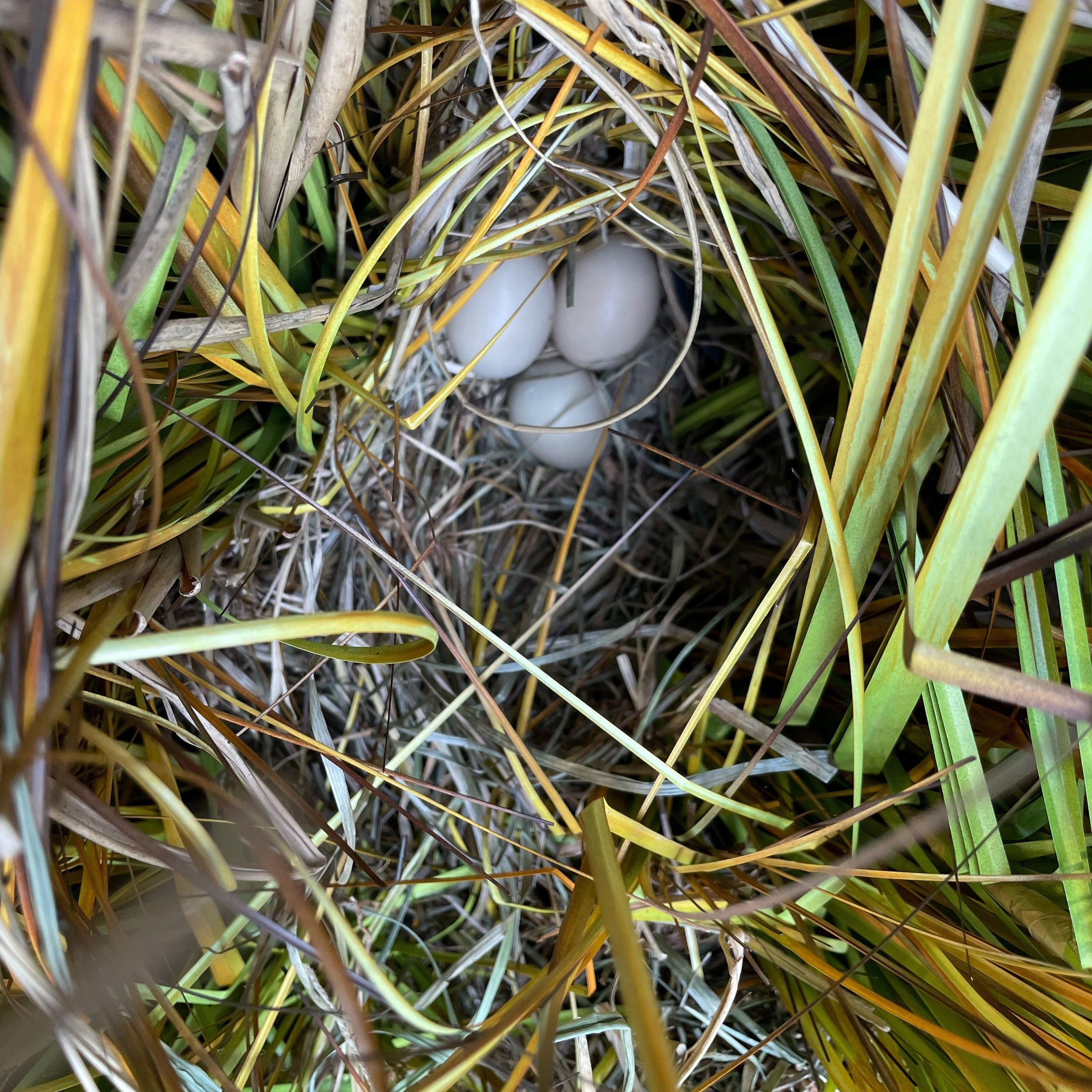 Top view image of a large grass nest with three small white eggs in the middle.