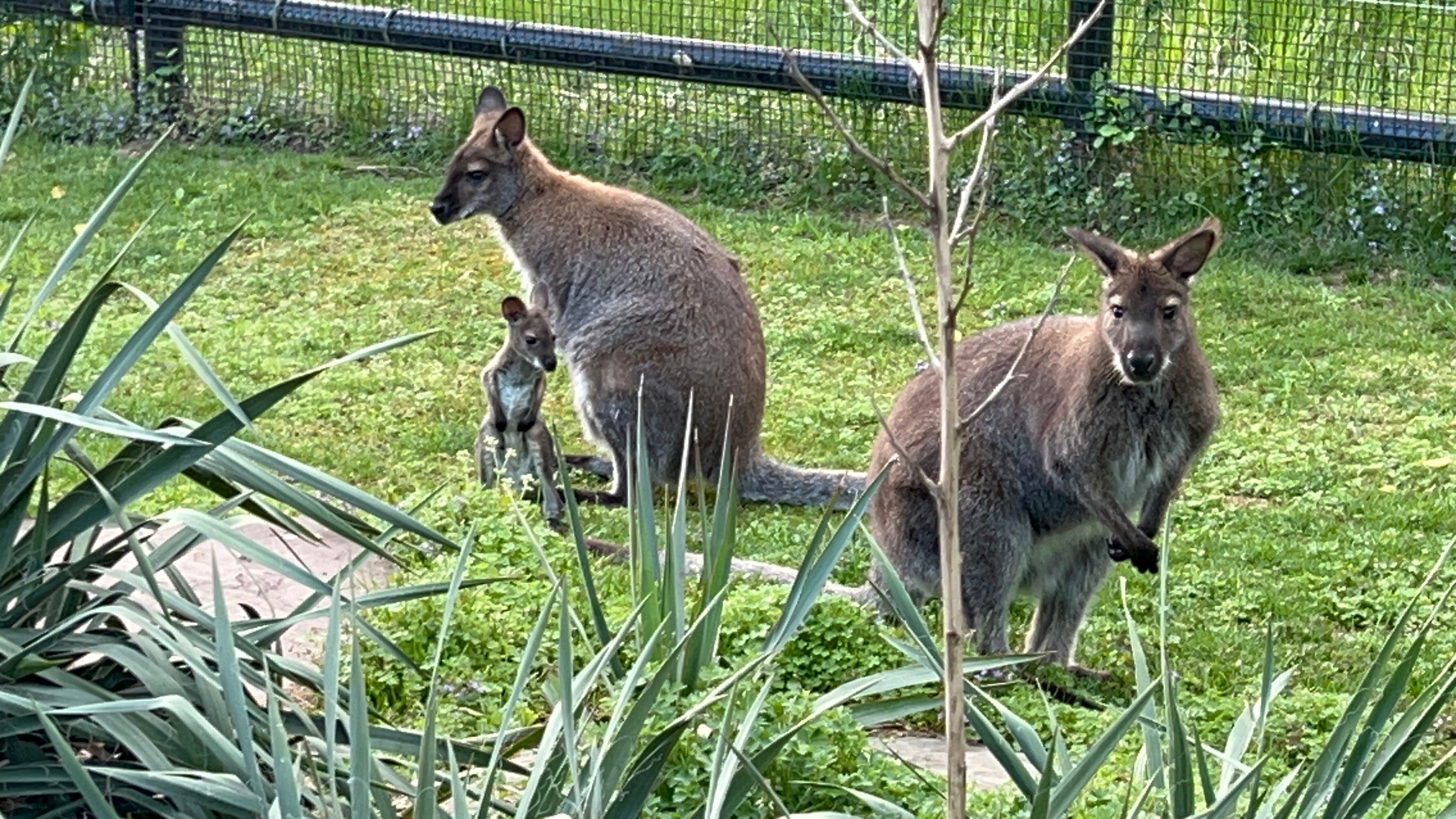 Photo of two adult wallabies and a small baby wallaby together in a grassy yard.