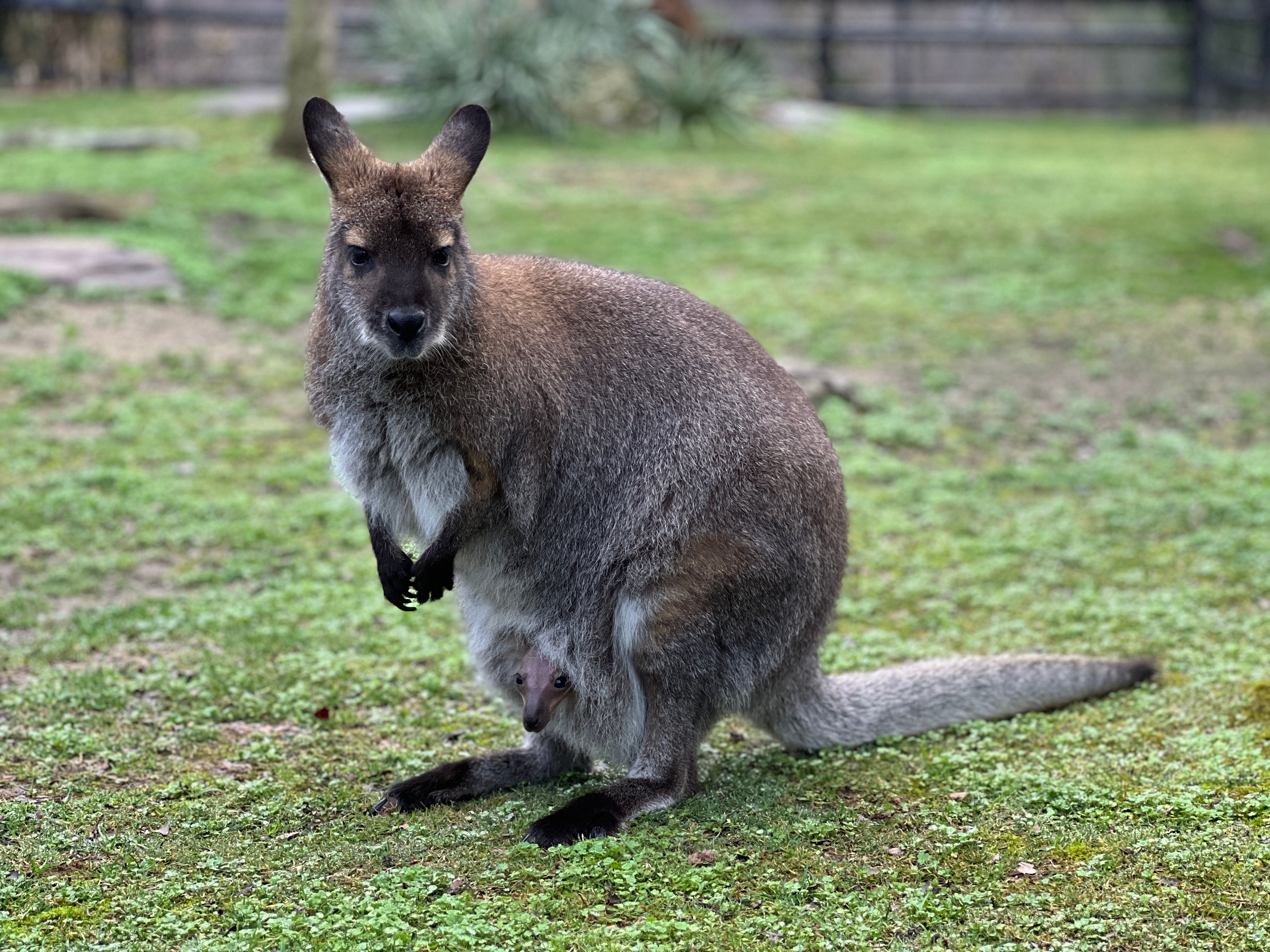Photo of a female adult wallaby with a baby wallaby, also known as a joey, peeking out of her pouch.
