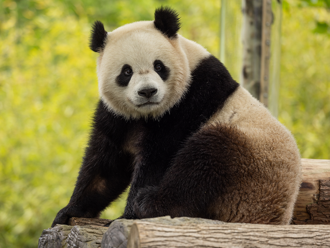 A male panda looks towards the camera while sitting on logs with his front paws in front of him