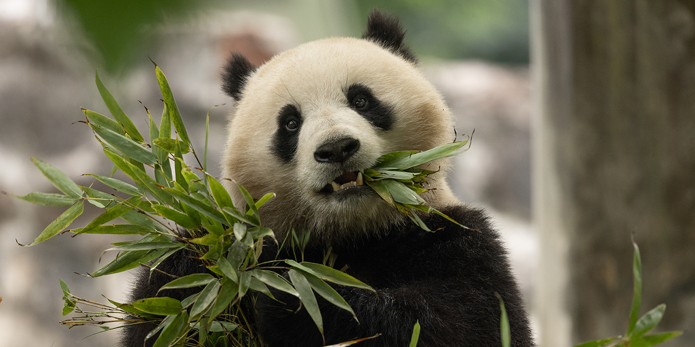 Two-year-old female giant panda, Qing Bao, eating bamboo in Sichuan, China May 17, 2024.