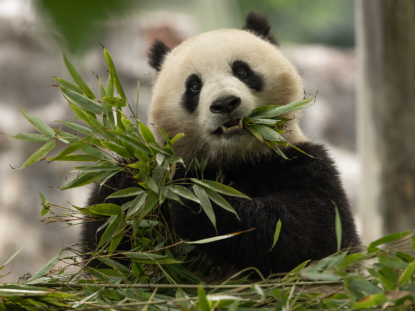 A female panda munches on a massive pile of bamboo.