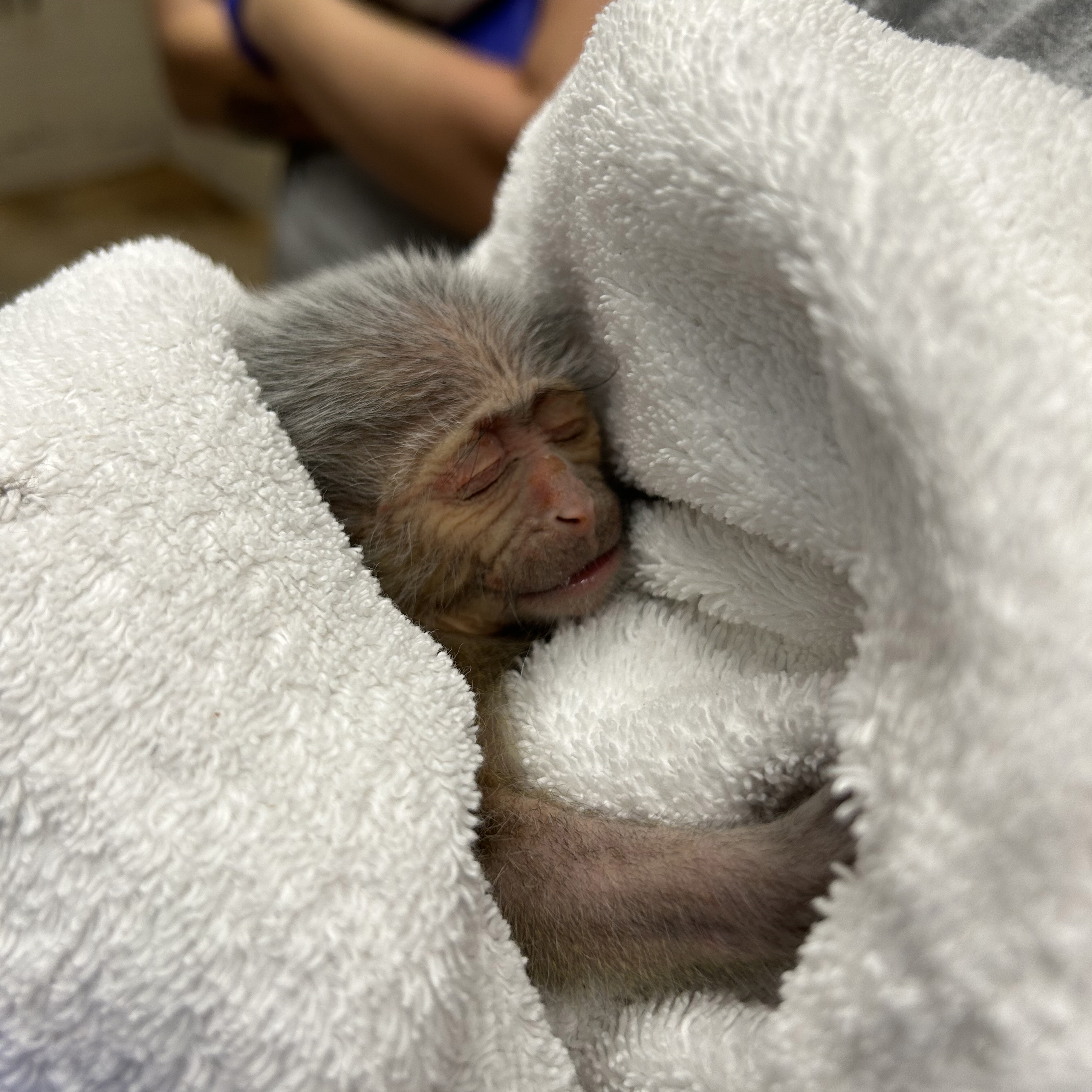 An hours-old baby swamp monkey, swaddled in white cloth.