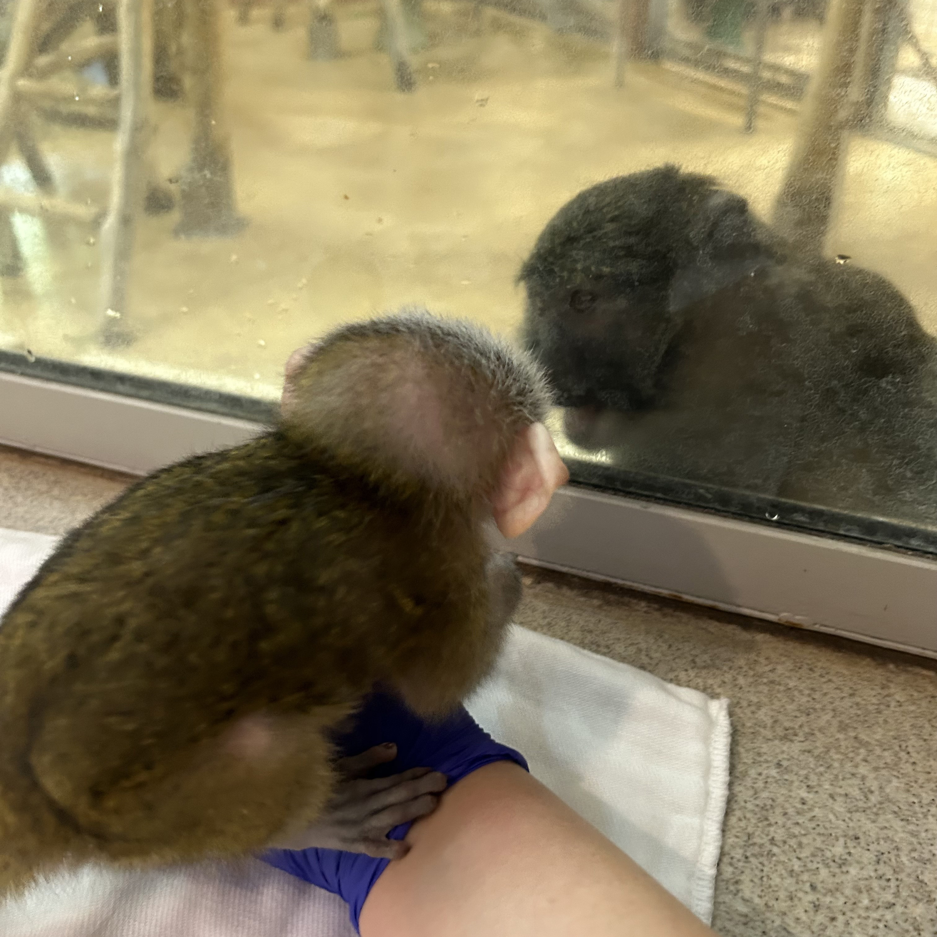 A baby monkey and an adult male monkey look at each other while separated by a pane of glass. Though father and son, they have not yet met.
