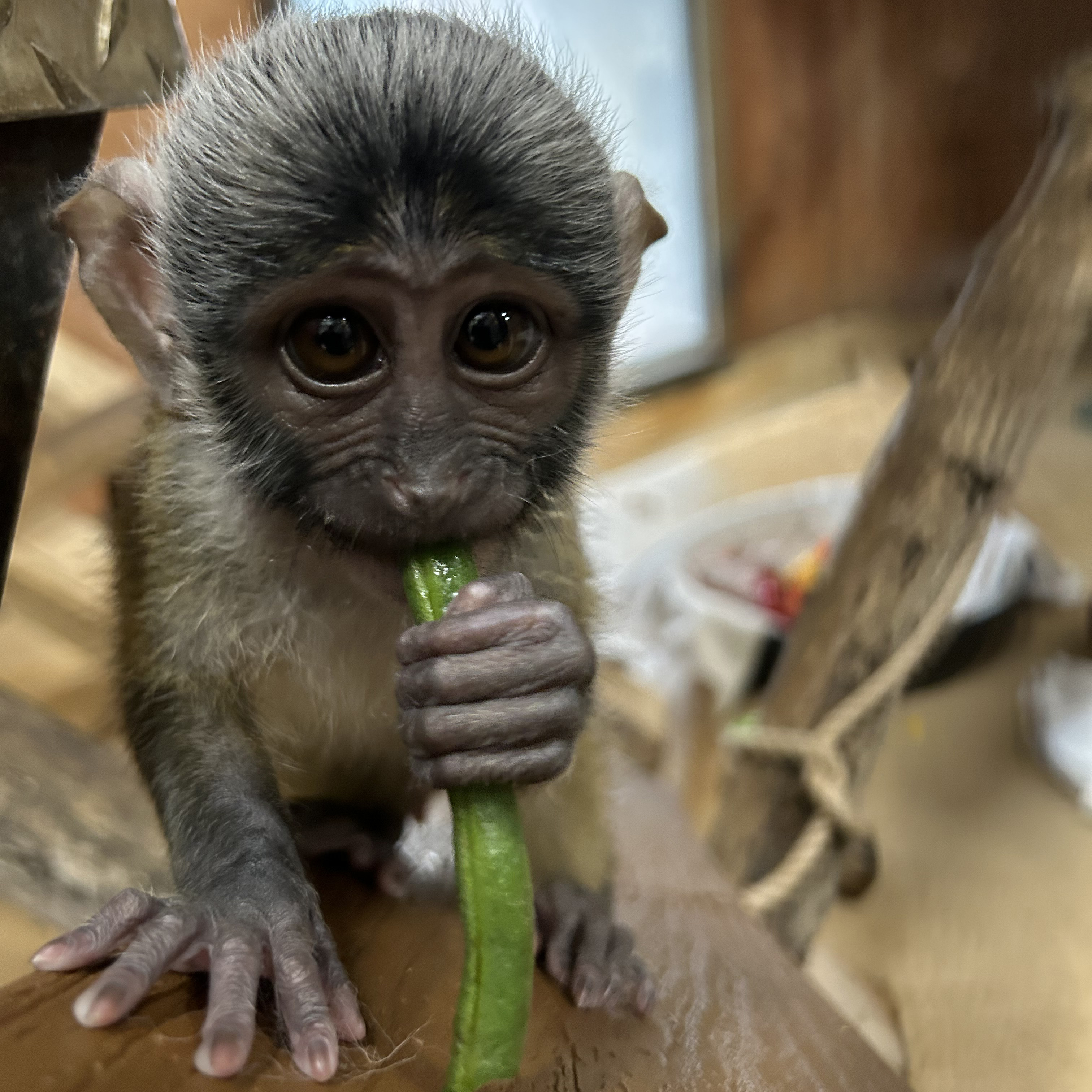 A juvenile swamp monkey looks into the camera while munching on a green bean.