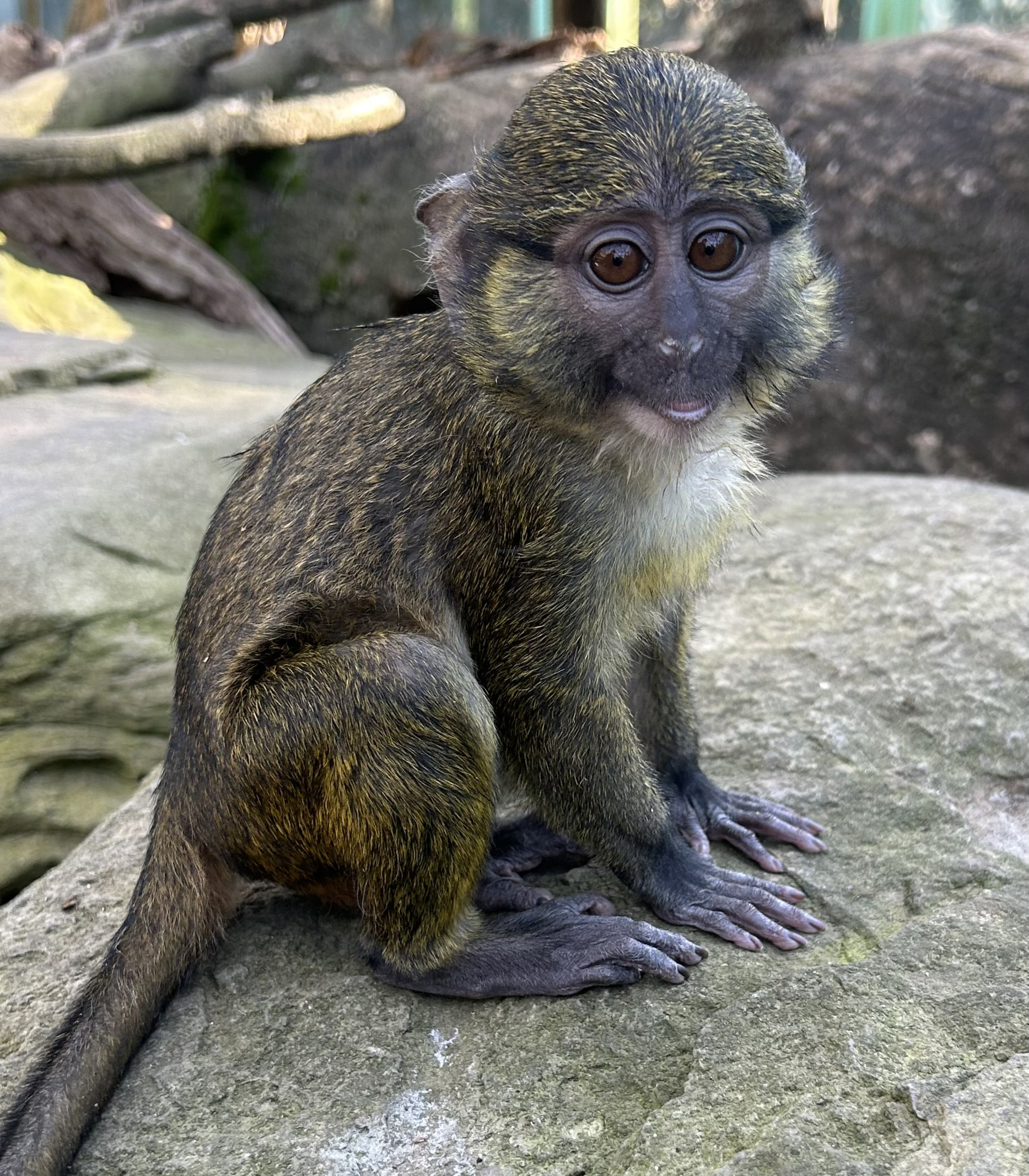 A juvenile swamp monkey poses on a rock in the animals' outdoor exhibit area.