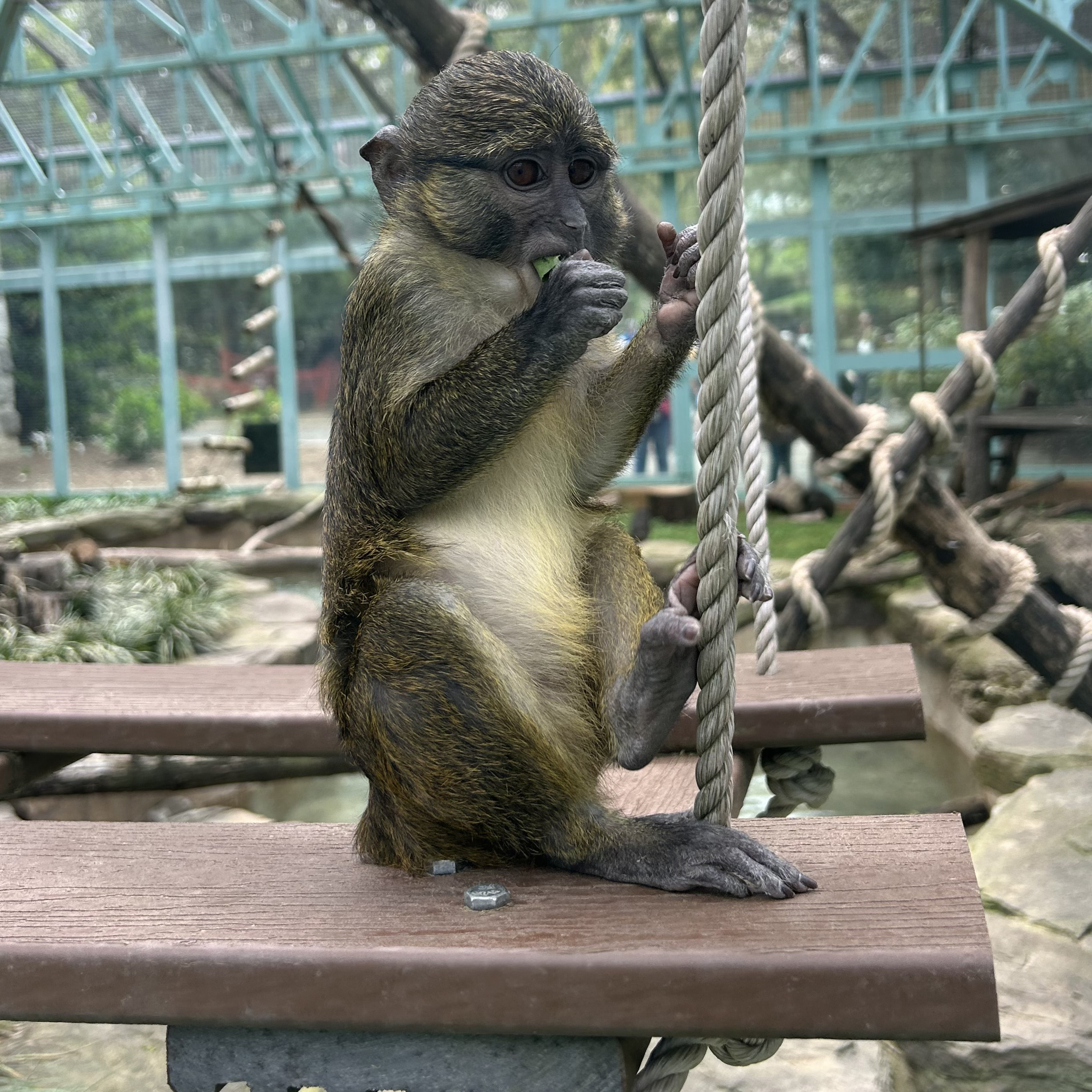 A nine-month-old swamp monkey perches on a swing in his outdoor exhibit area.