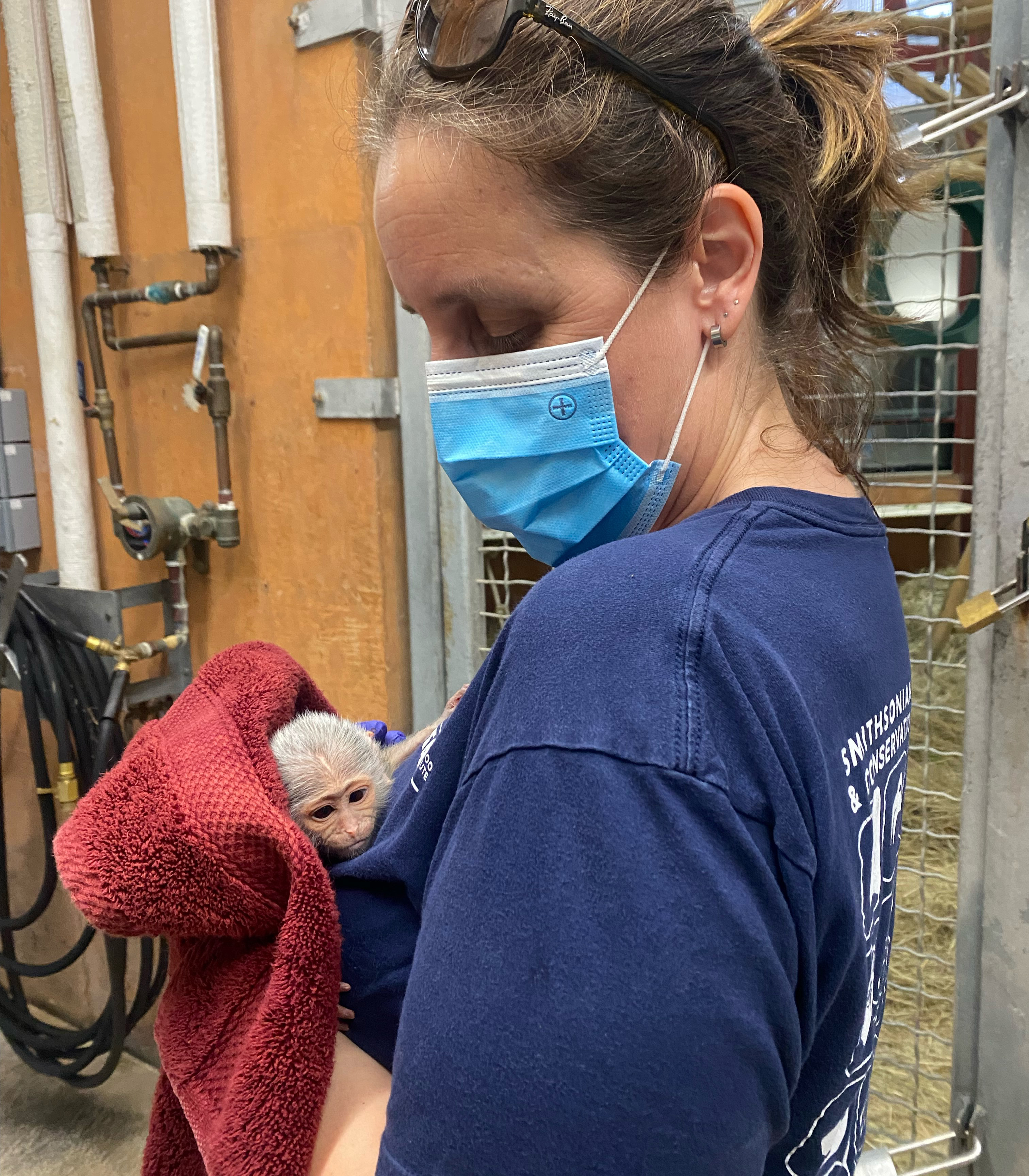 Primate keeper Becky Malinksy, wearing a blue shirt and protective face mask, cradles a newly-born swamp monkey.