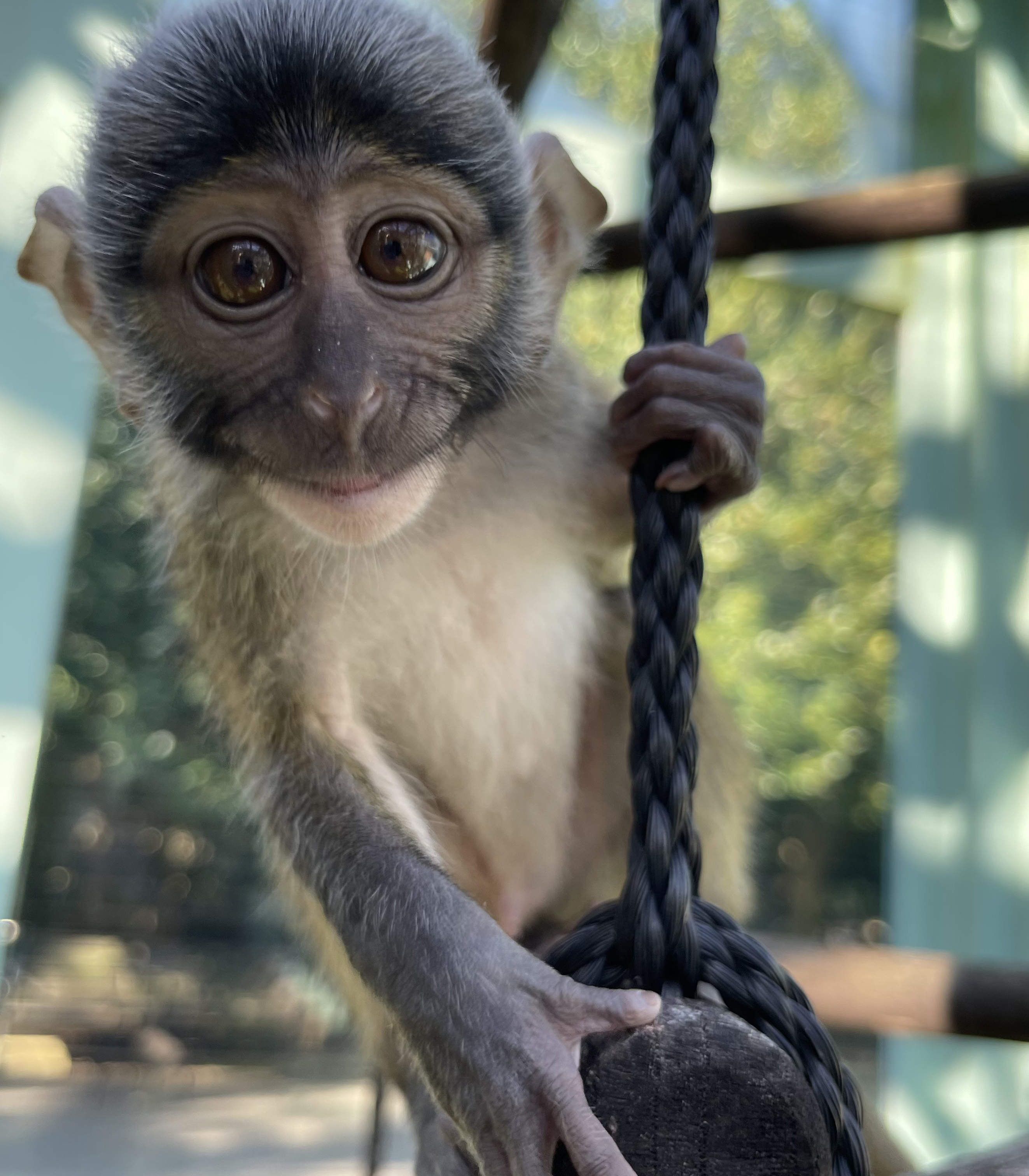 A juvenile swamp monkey looks into the camera and grasps a thin black rope with his paws.