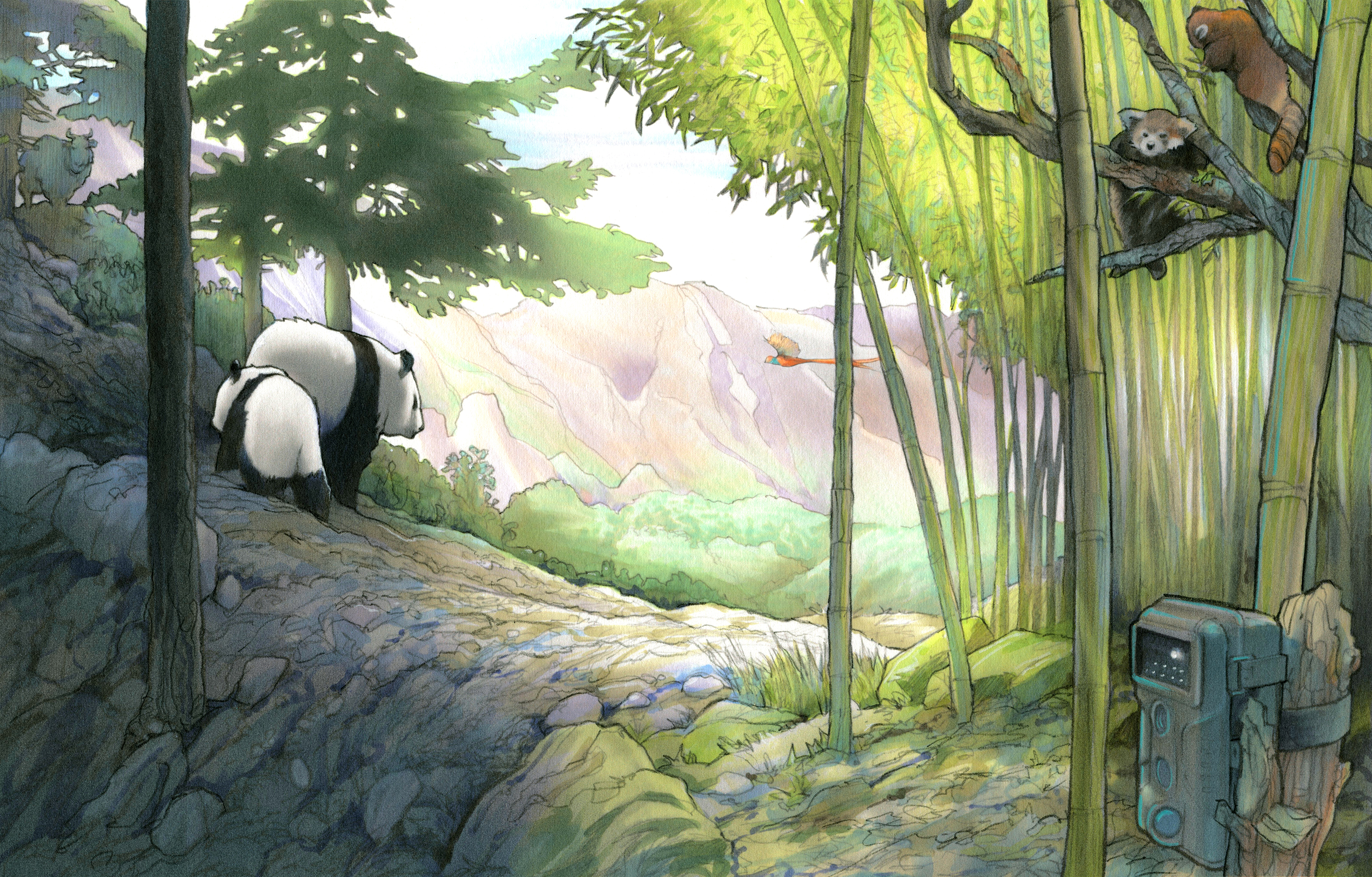 Illustration of two pandas in a bamboo-filled mountain forest. A camera trap is nearby.