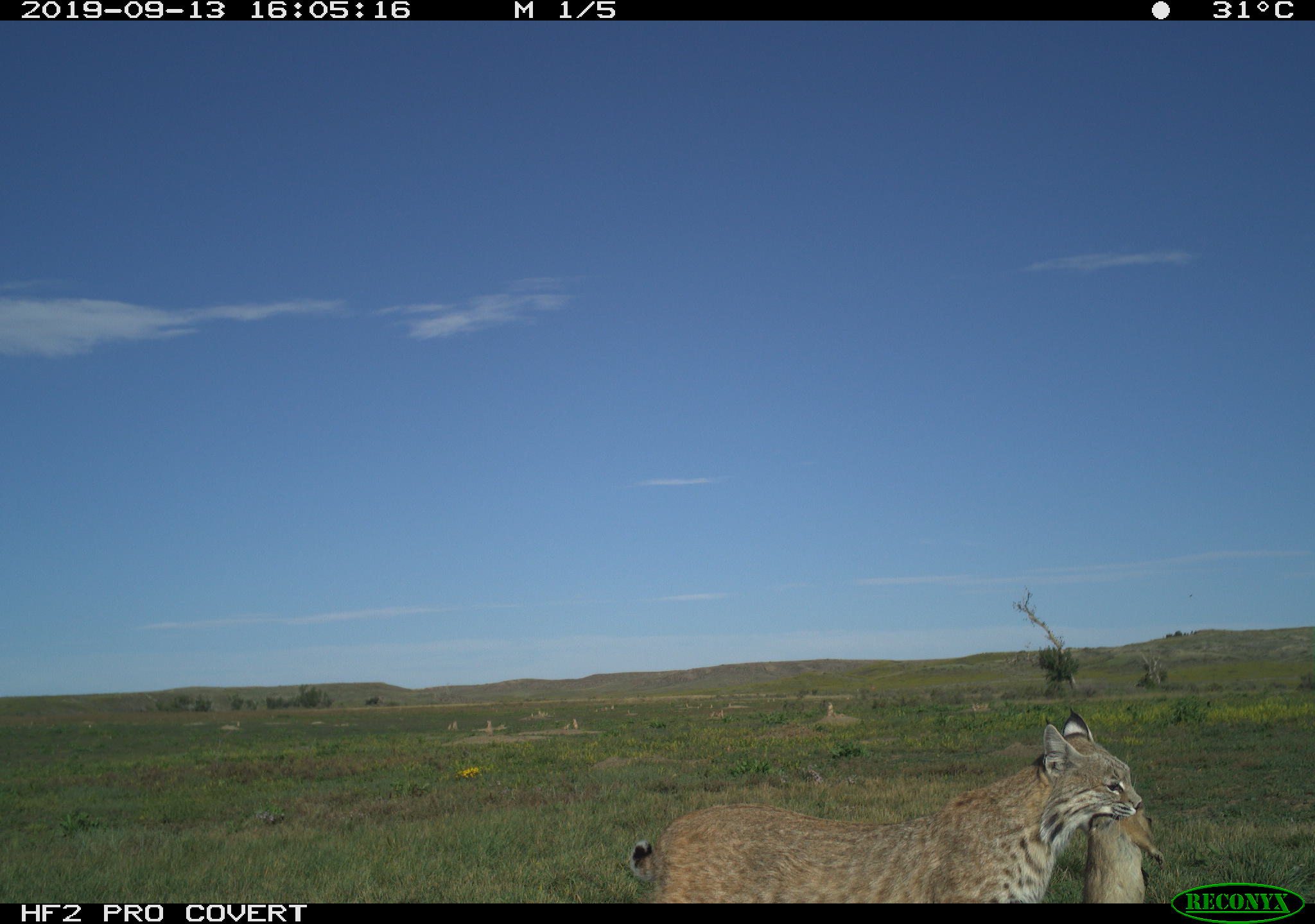 Photo of a bobcat walking across a field carrying a prairie dog in its mouth. In the distance, other prairie dogs can be seen watching.