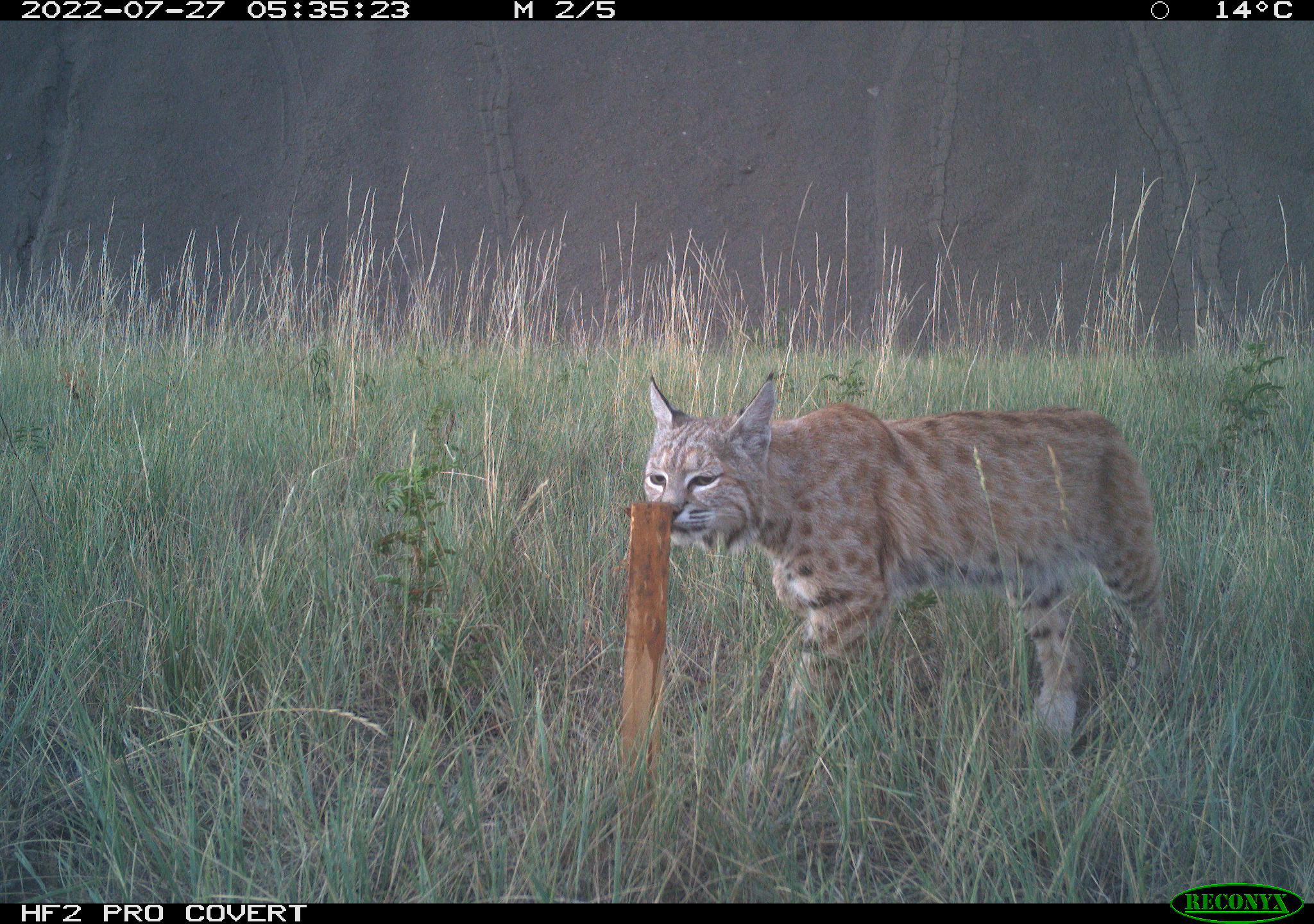 Photo of a bobcat in a field sniffing a lure. The lure is a wooden stake scented with a skunk smell. 