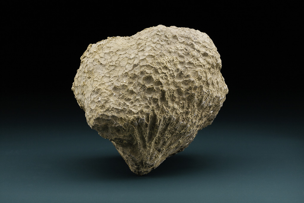 Photo of a coral fossil against a gray and black backdrop. The fossil is an off-white color and appears brittle. 