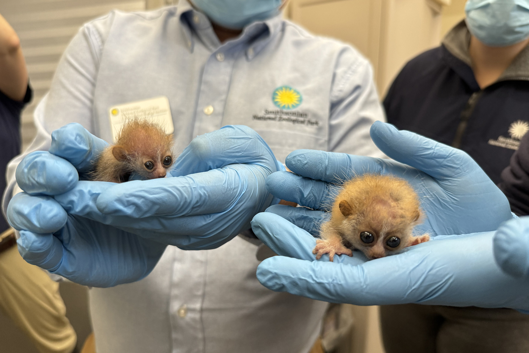 Two pygmy slow loris babies were born at the Small Mammal House March 21, 2024