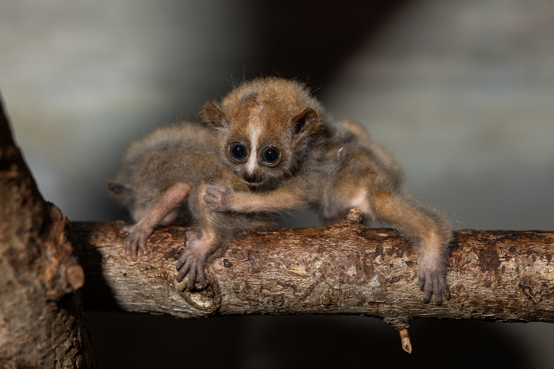 Two one-month-old pygmy slow loris babies out on a branch. 
