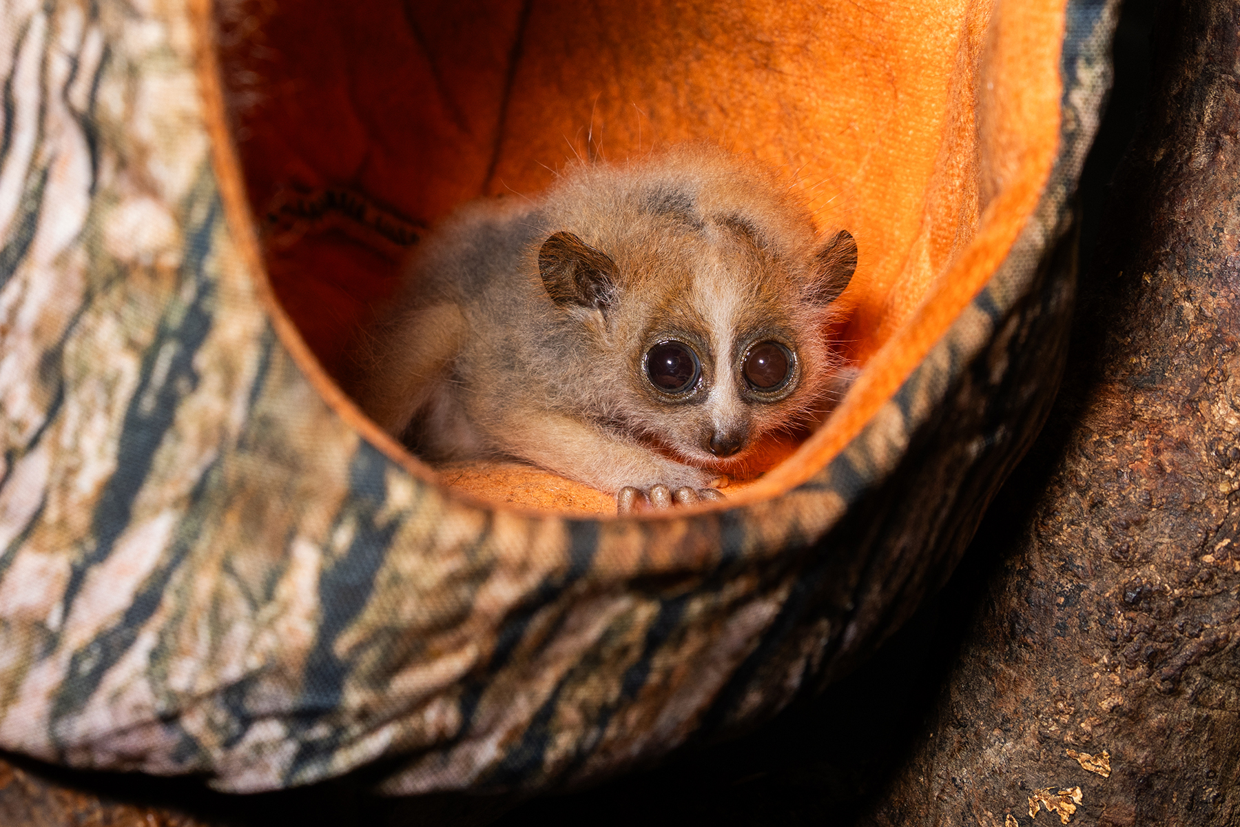 A baby pygmy slow loris rests in its hammock, peeking out into the exhibit.