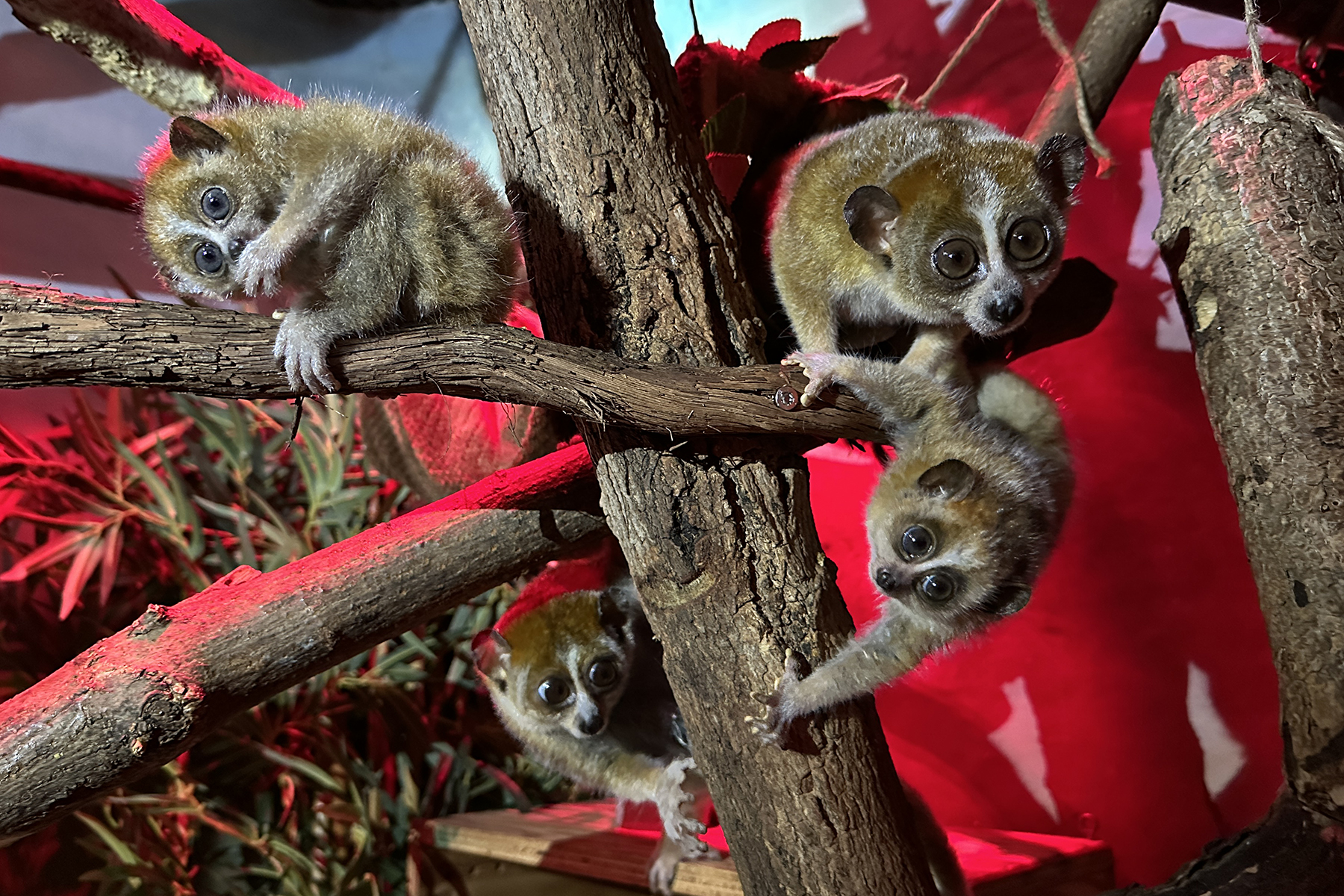 Pygmy slow loris family (Naga, Pabu and their offspring) hang out in a tree together. They gather to eat tree sap, or gum arabic.