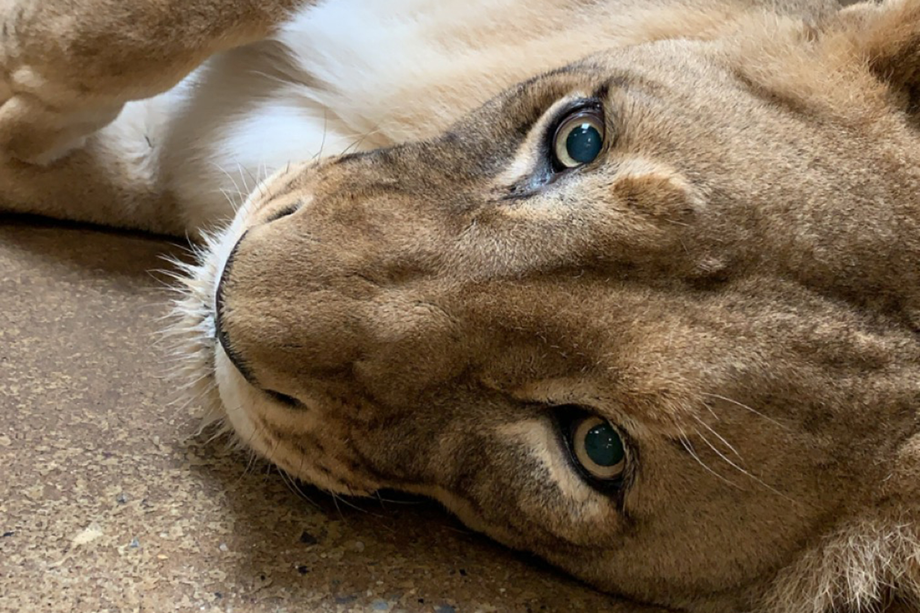 African lion Shera rests on the cool floor of her indoor habitat. 