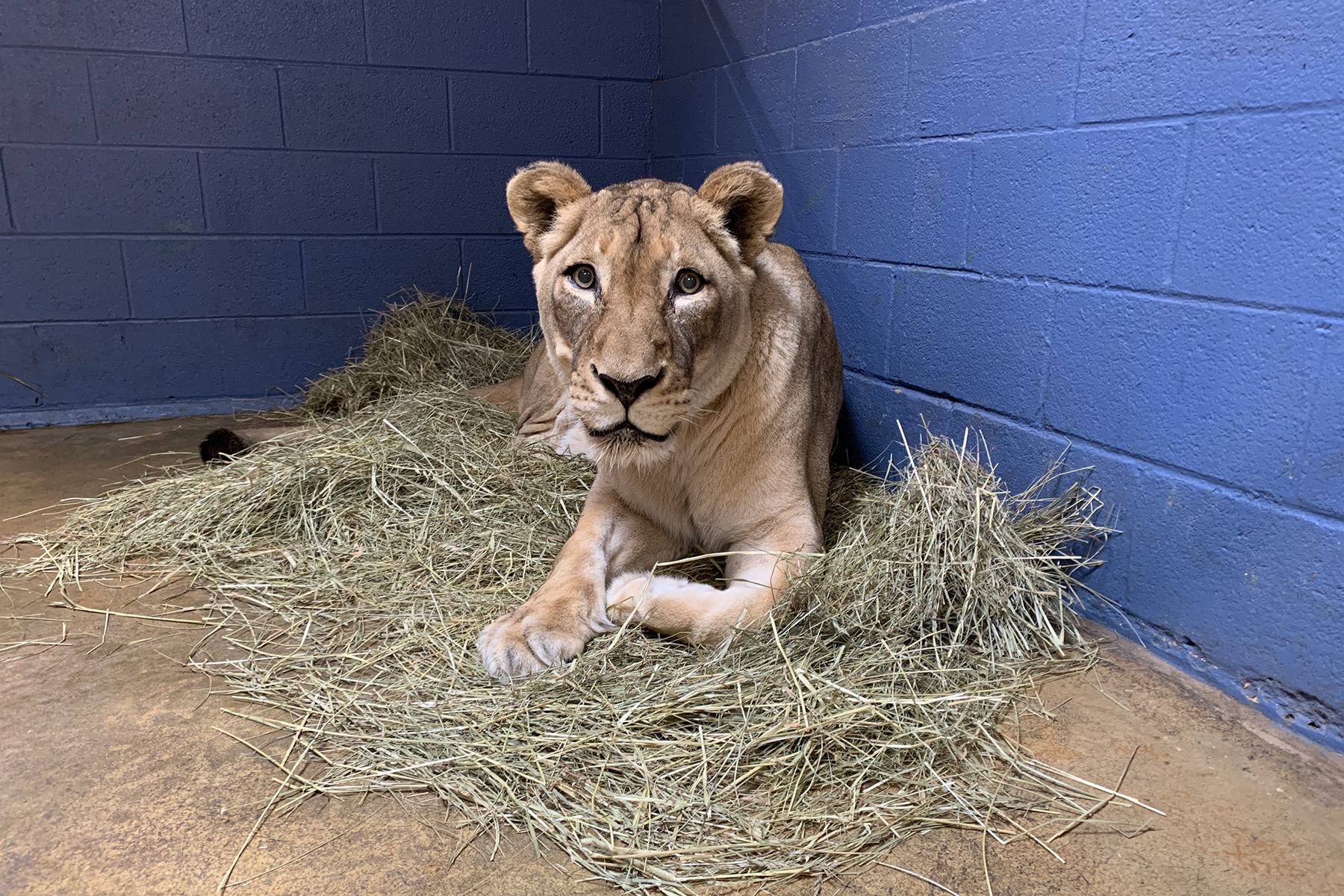 African lion Shera rests on a pile of hay in her indoor enclosure at the Great Cats exhibit.