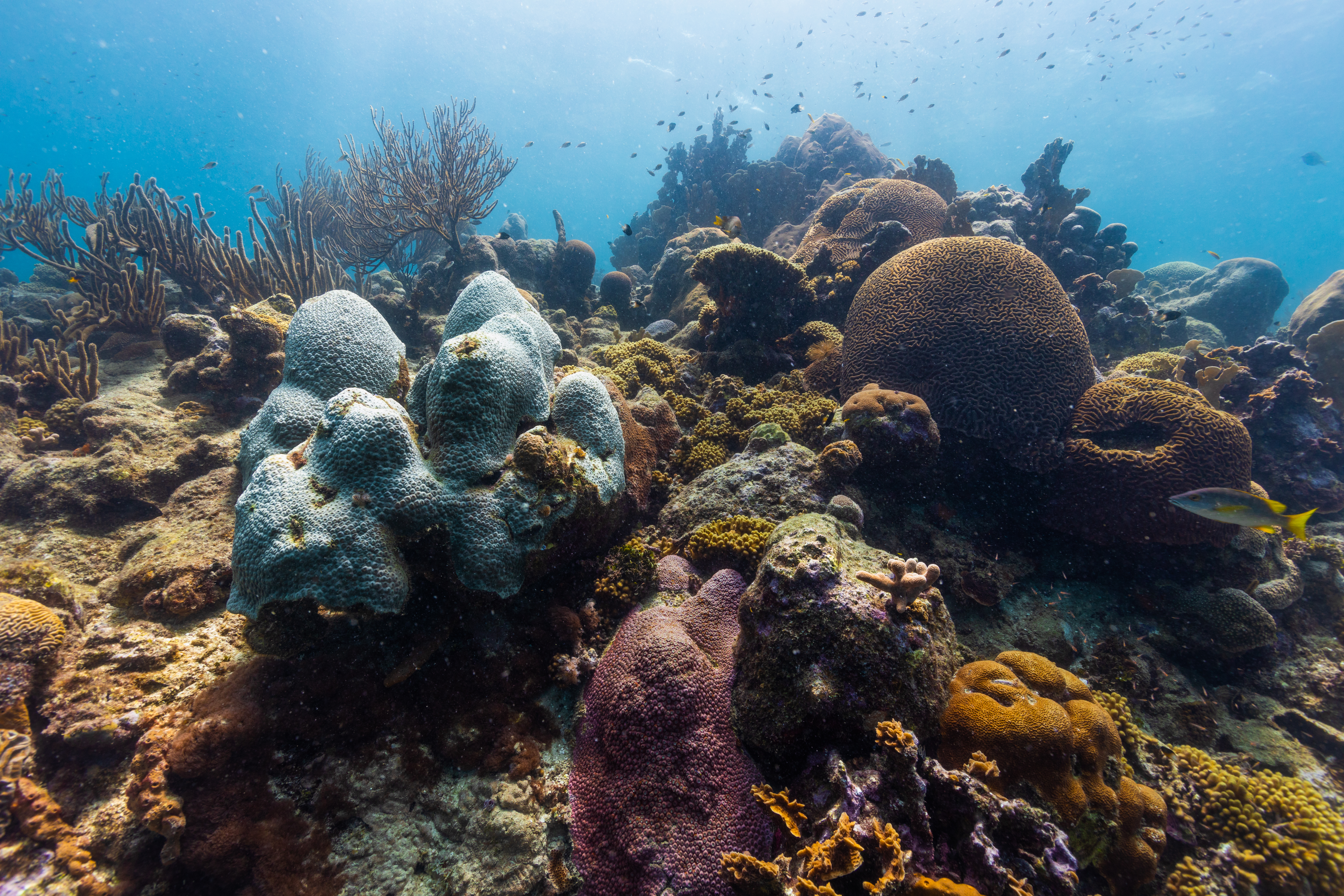 Photo of a coral reef. Fish can be seen swimming around the corals.