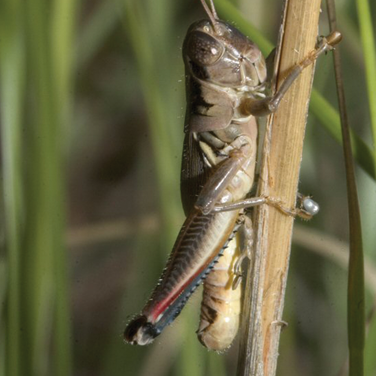 A greenish-brown grasshopper perching on a vertical stalk of grass.