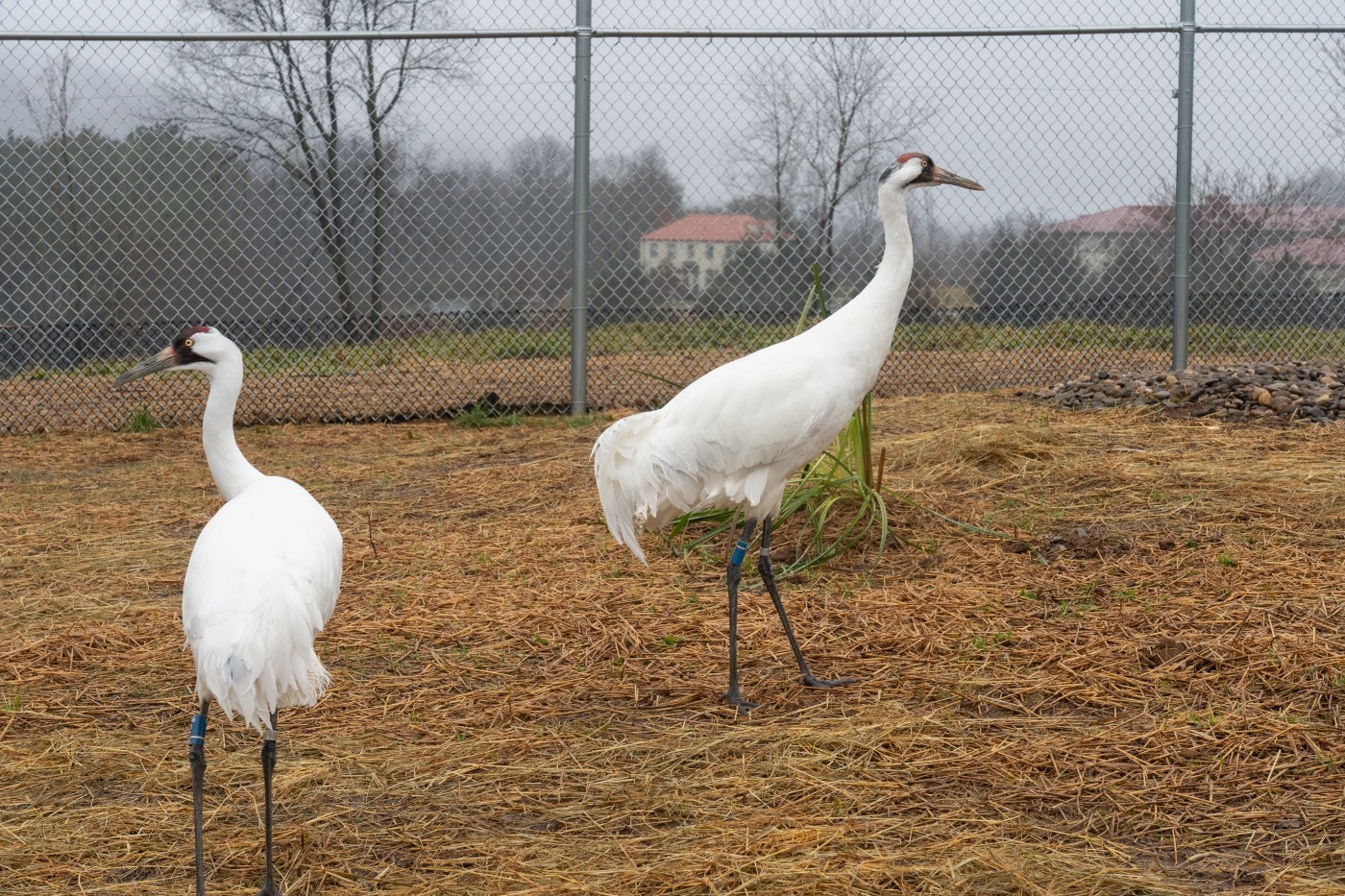 A pair of whooping cranes explore their enclosure at SCBI.