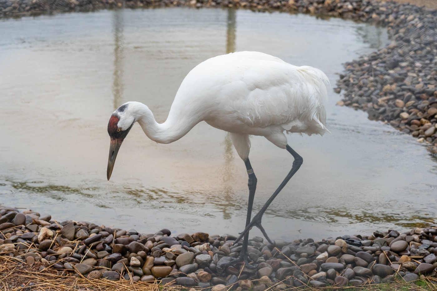 A whooping crane forages for food near a pond.