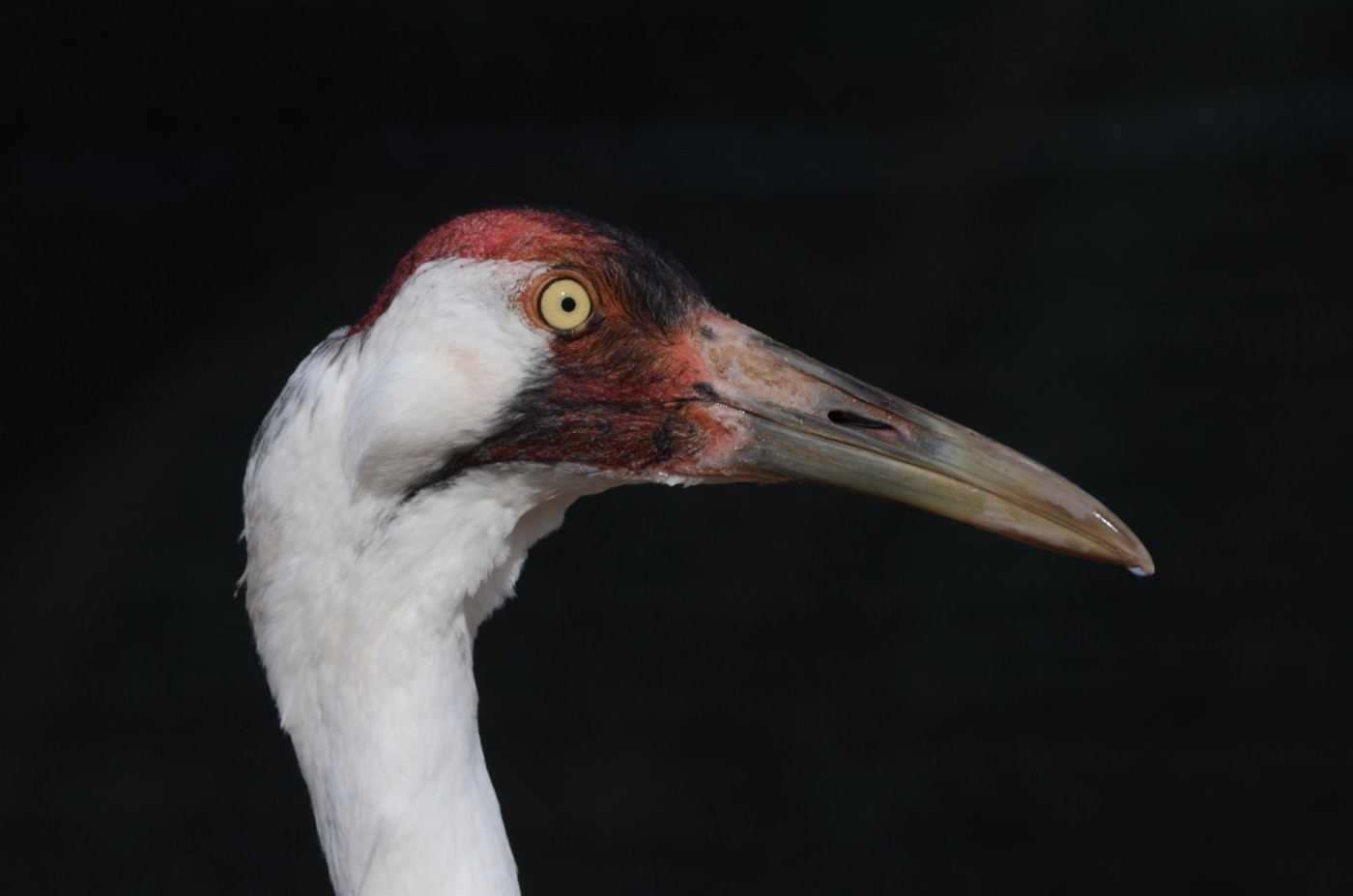 A close up of a whooping crane in profile.