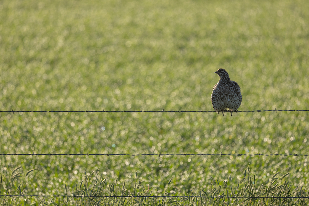 Female sharp-tailed grouse sitting on a fence at the Fort Belknap Indian Reservation in Montana.