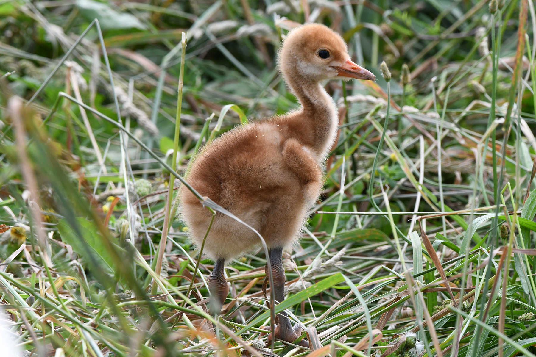A red-crowned crane chick nestled among the grasses.